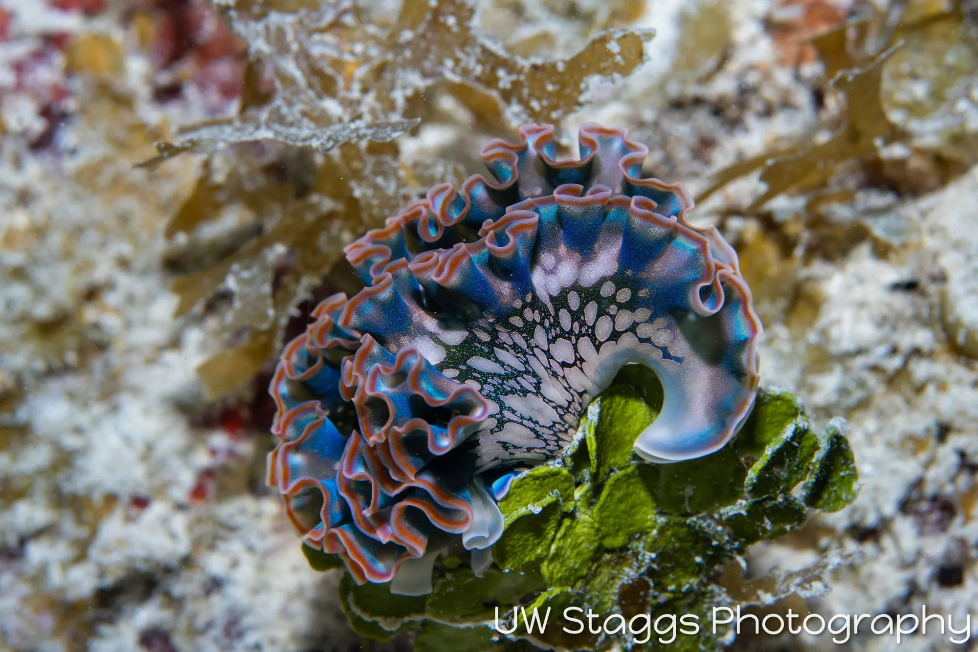 Tunicate — Gardens of the Queen, Cuba
