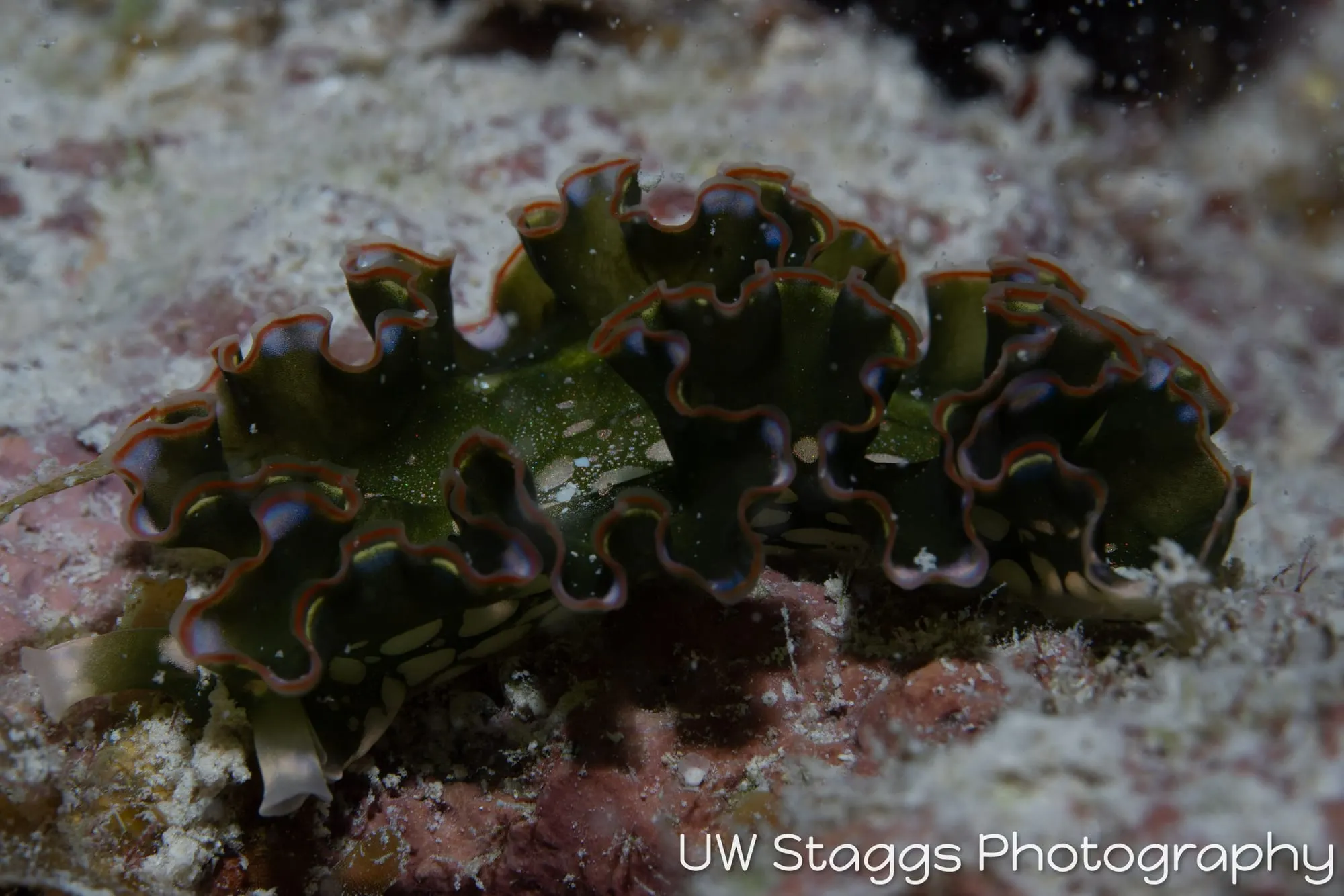 Tunicate — Gardens of the Queen, Cuba