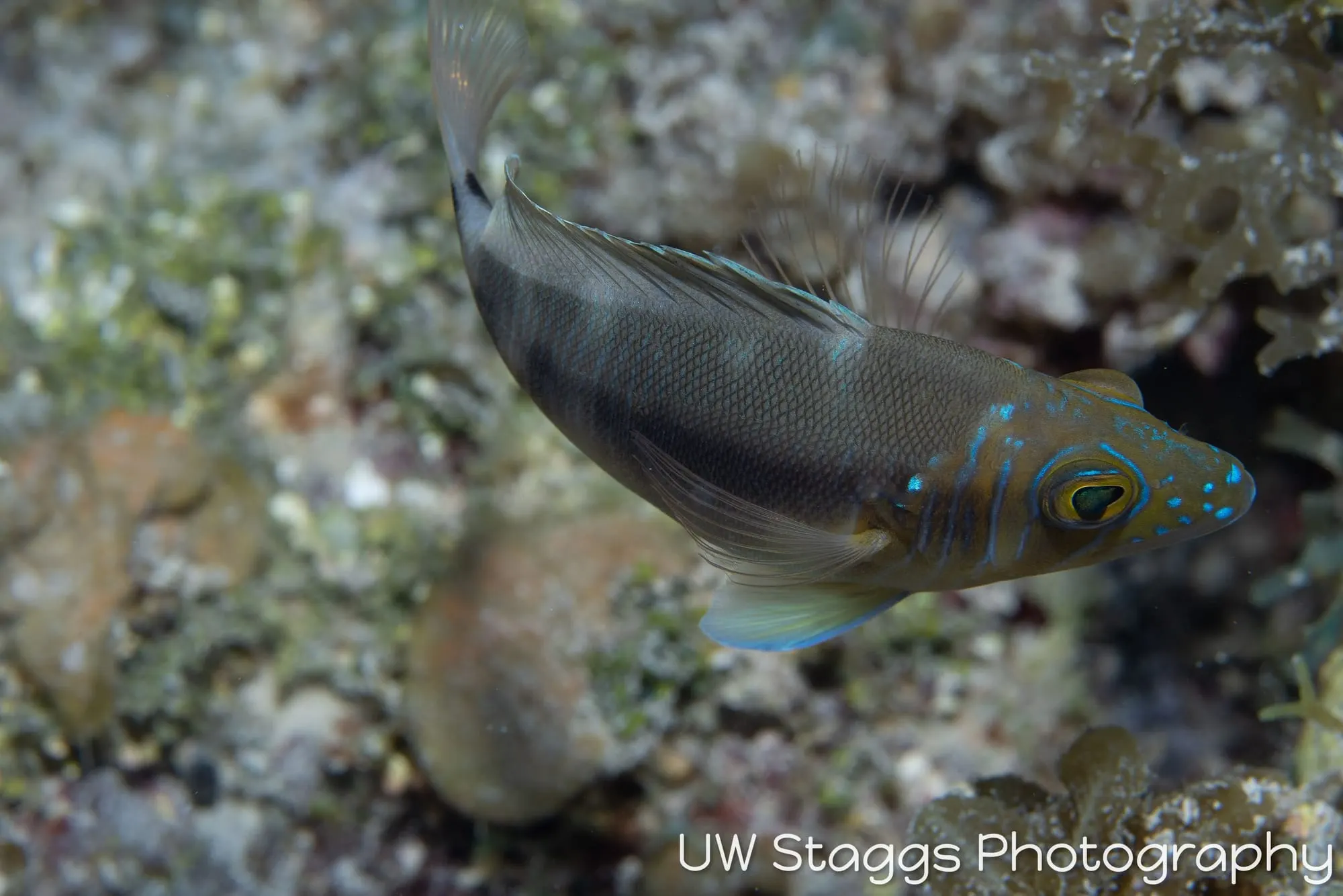 Reef Scene — Gardens of the Queen, Cuba