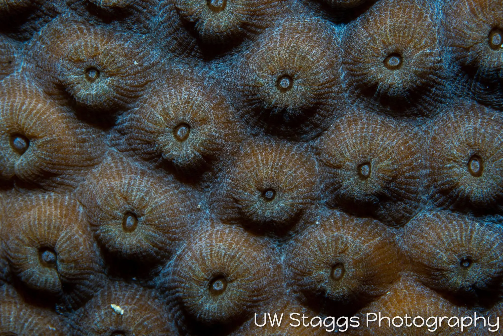 Reef Scene — Gardens of the Queen, Cuba