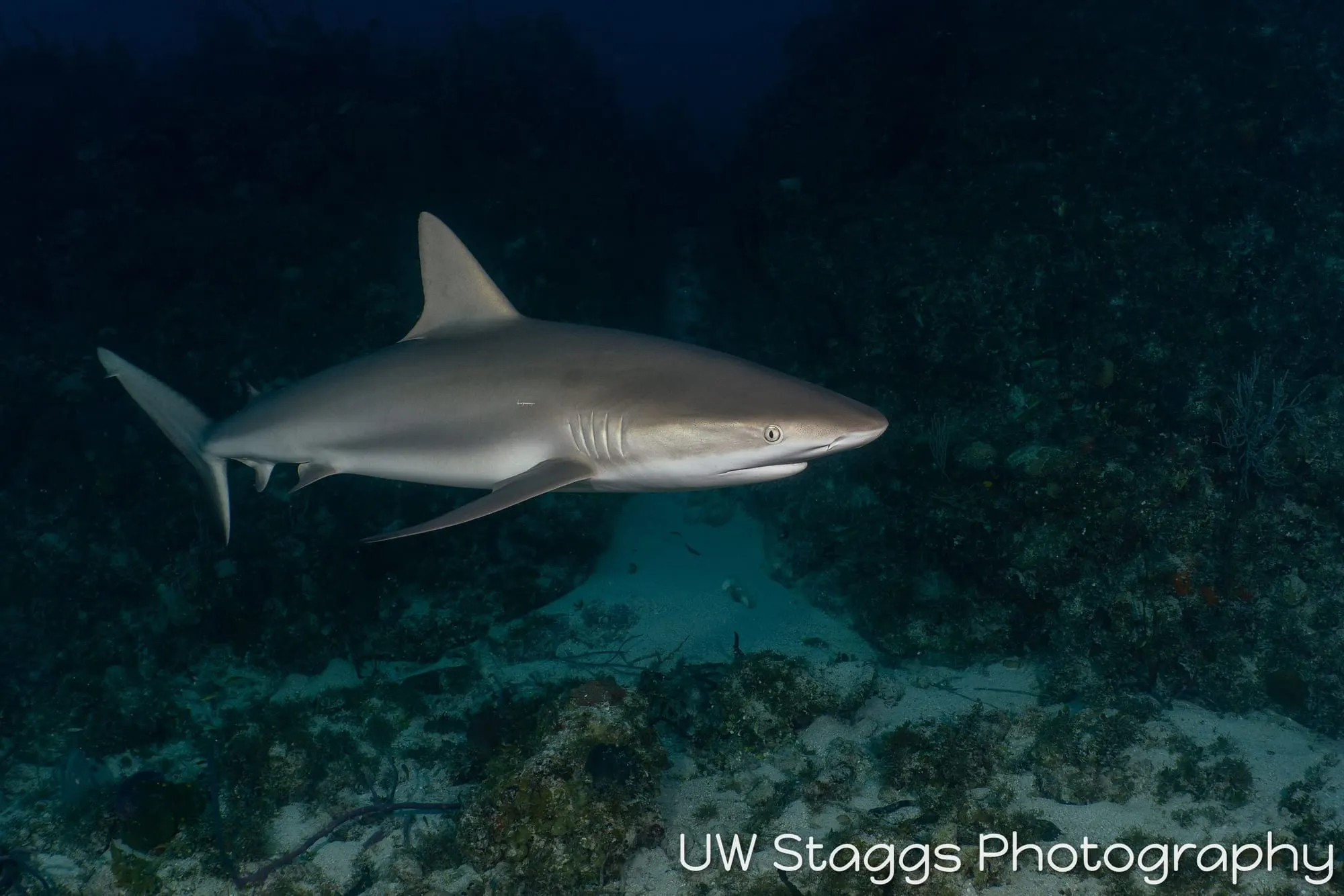Dogfish Shark — Gardens of the Queen, Cuba