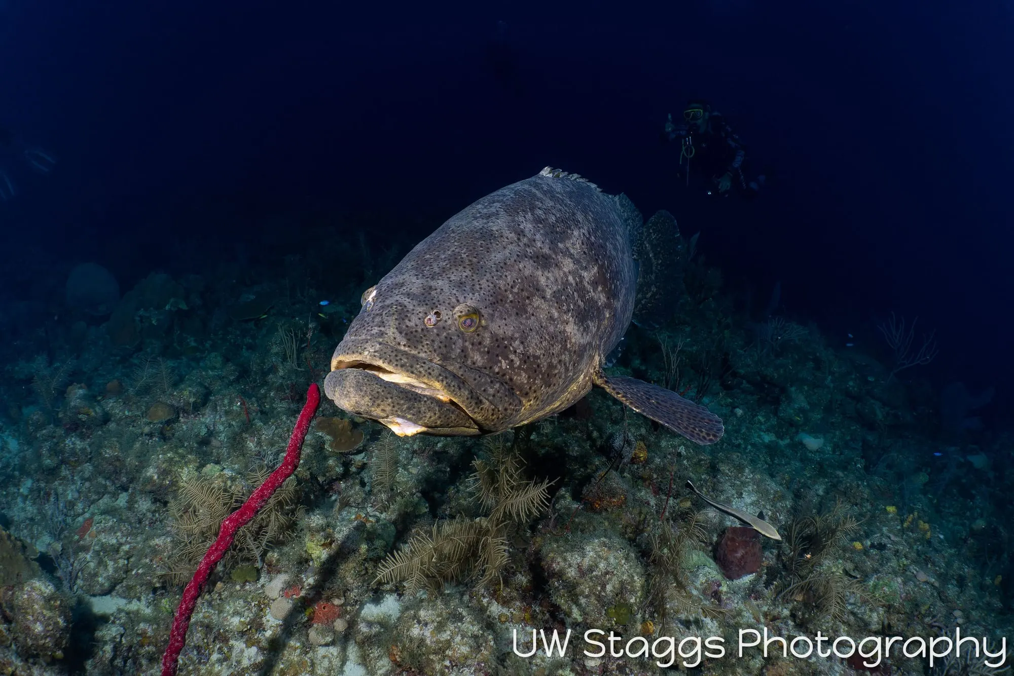 Reef Scene — Gardens of the Queen, Cuba