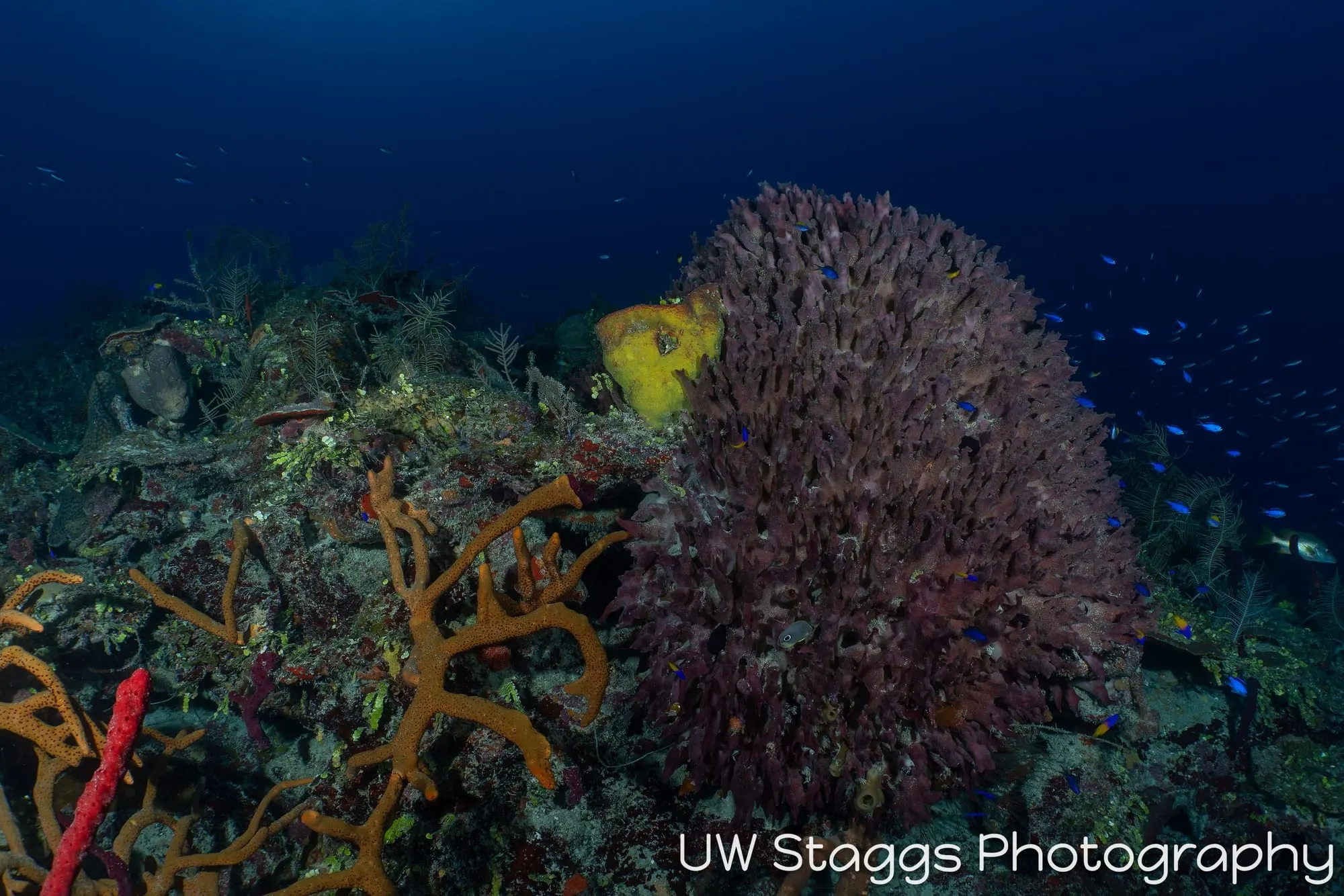 Coral Atoll — Gardens of the Queen, Cuba