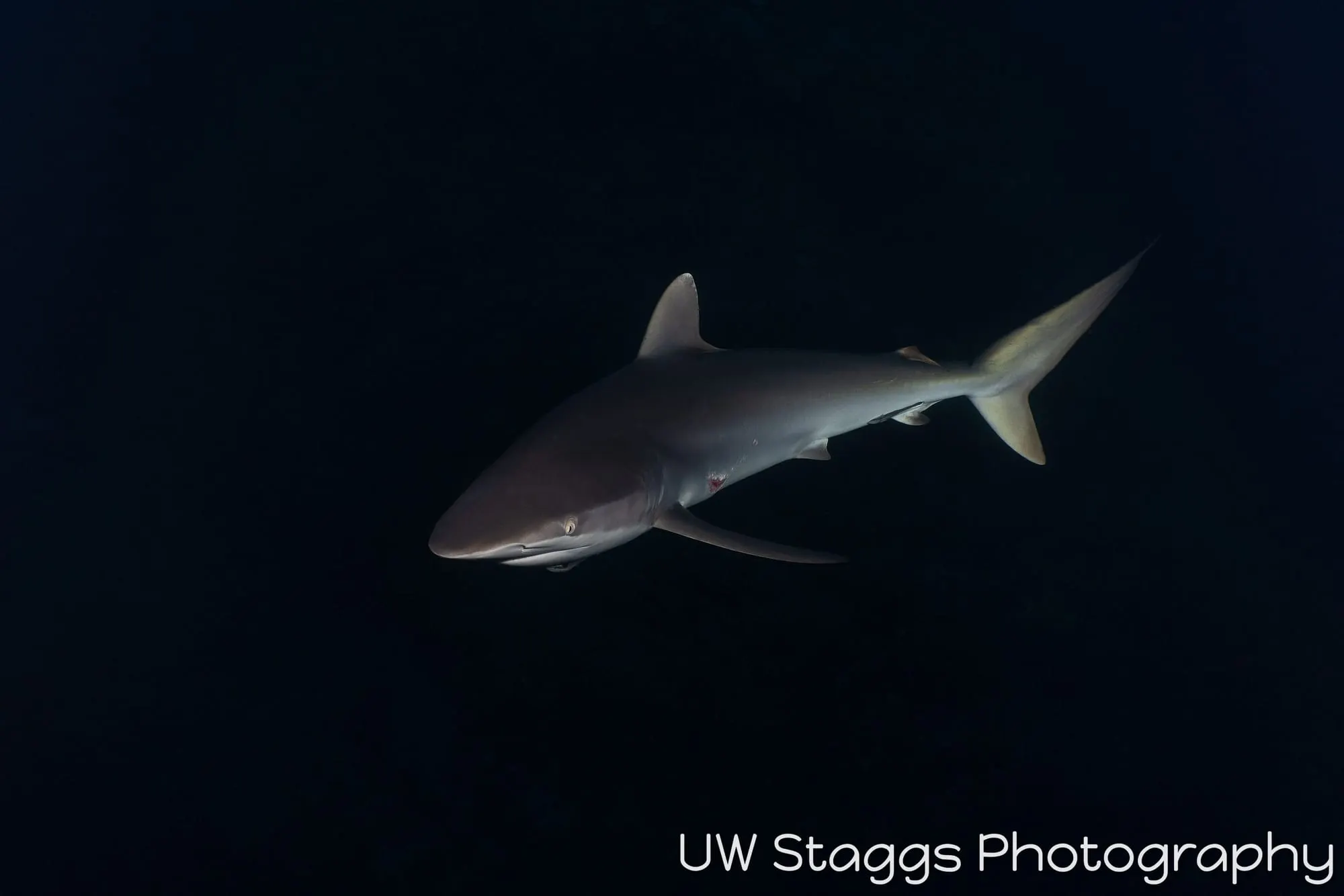 Dogfish Shark — Gardens of the Queen, Cuba