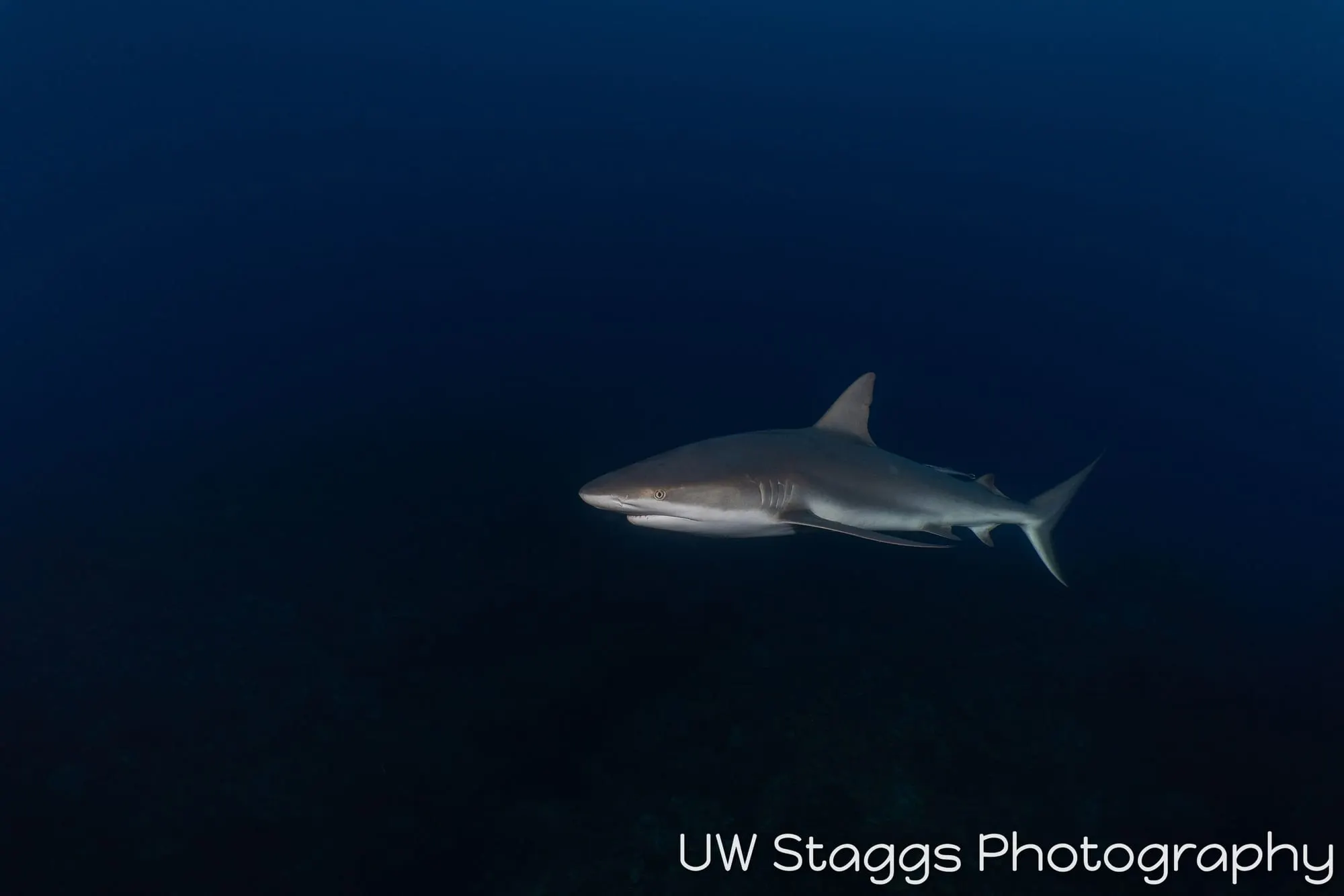 Dogfish Shark — Gardens of the Queen, Cuba