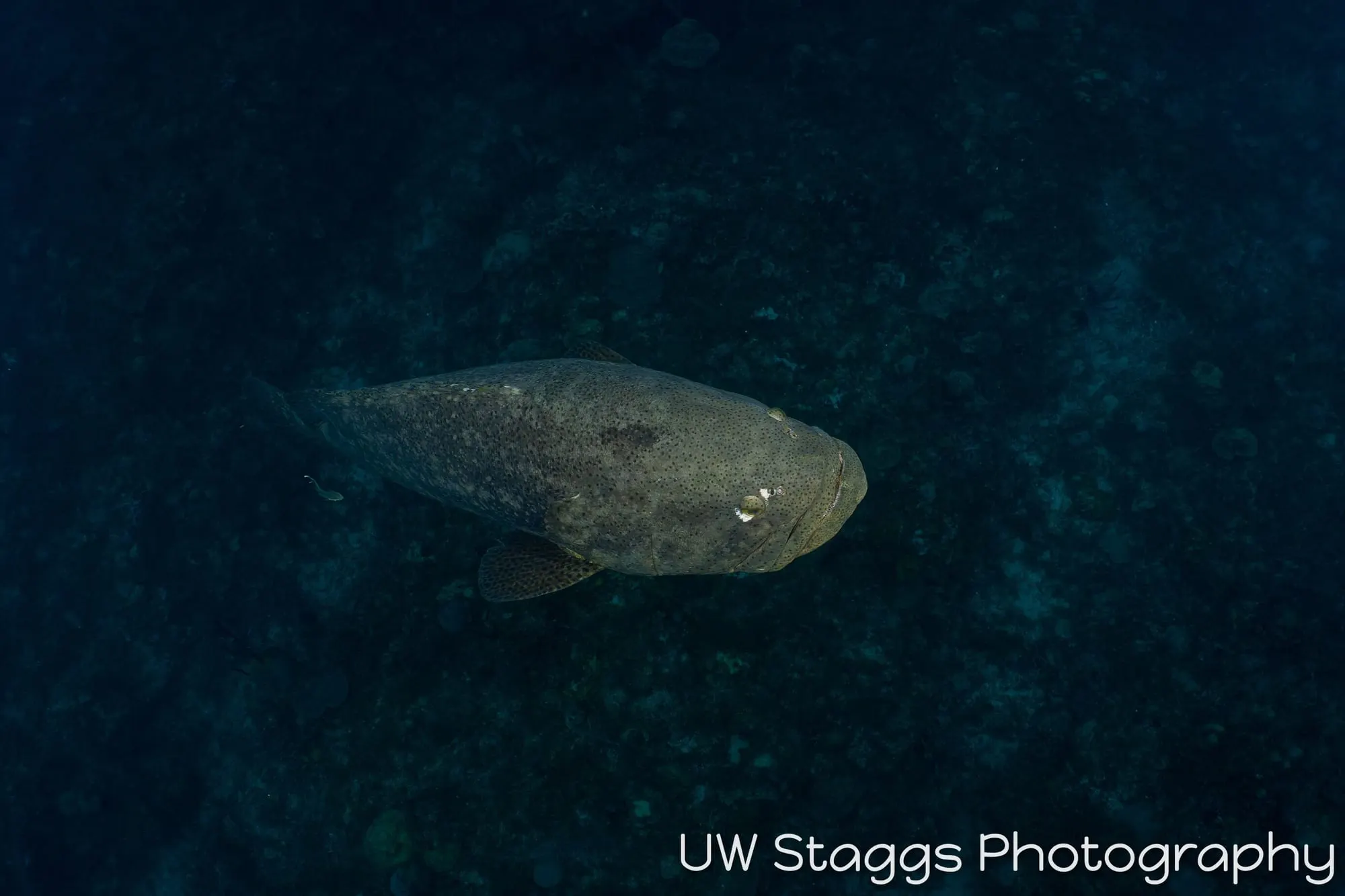 Dogfish Shark — Gardens of the Queen, Cuba