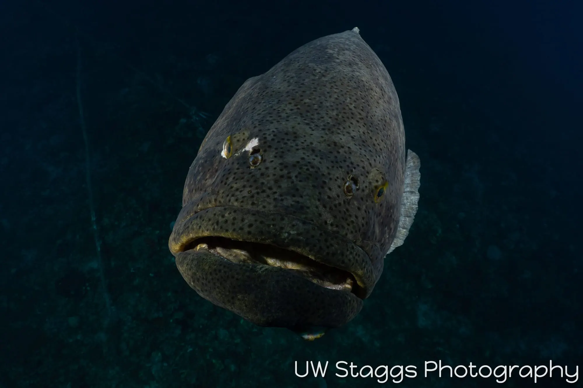 Dogfish Shark — Gardens of the Queen, Cuba