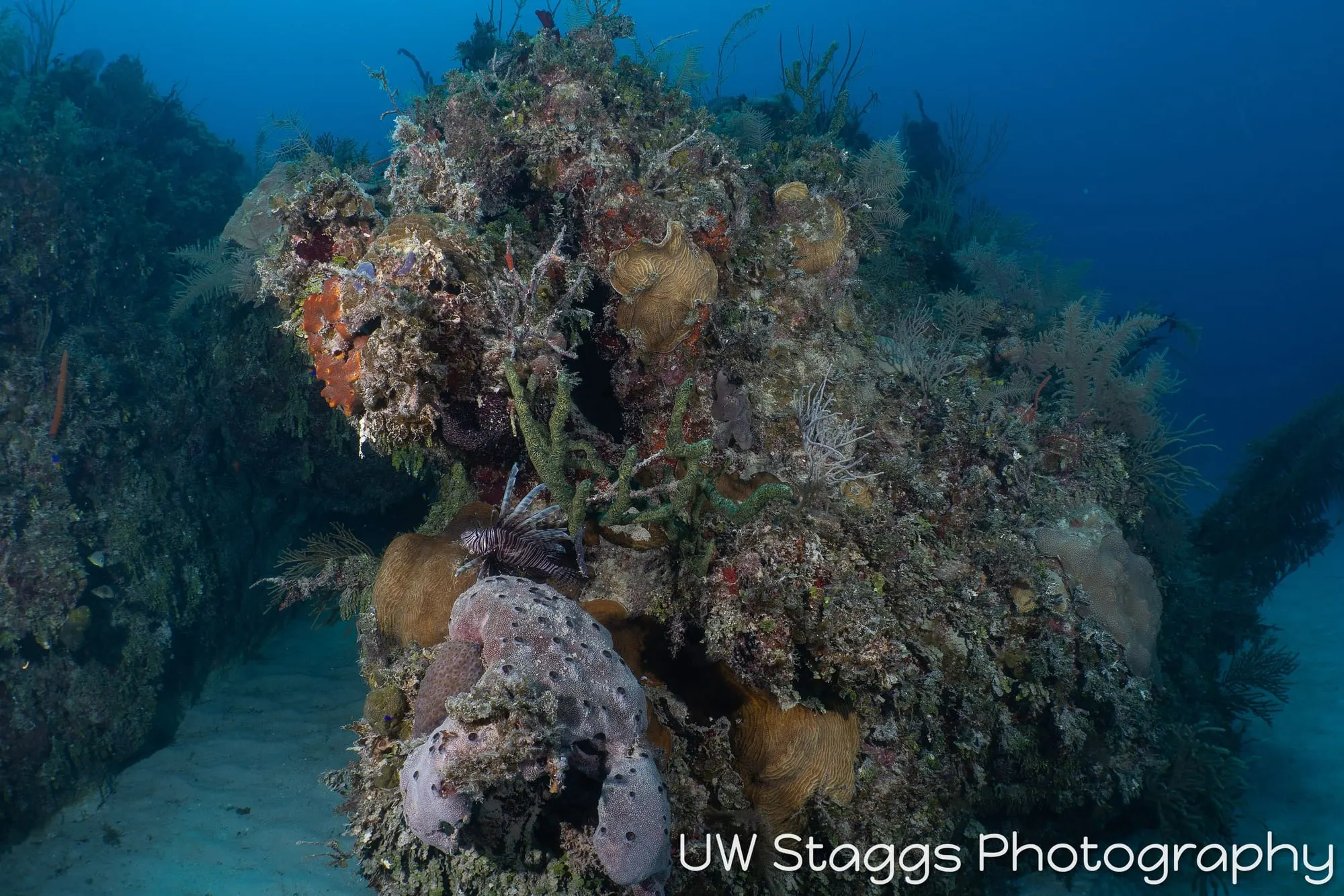Lionfish — Gardens of the Queen, Cuba