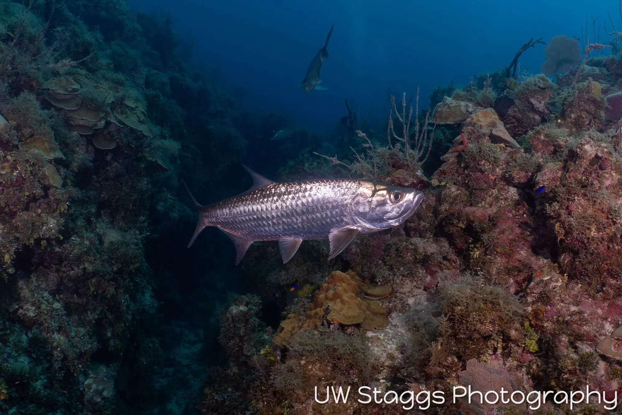 Lionfish — Gardens of the Queen, Cuba