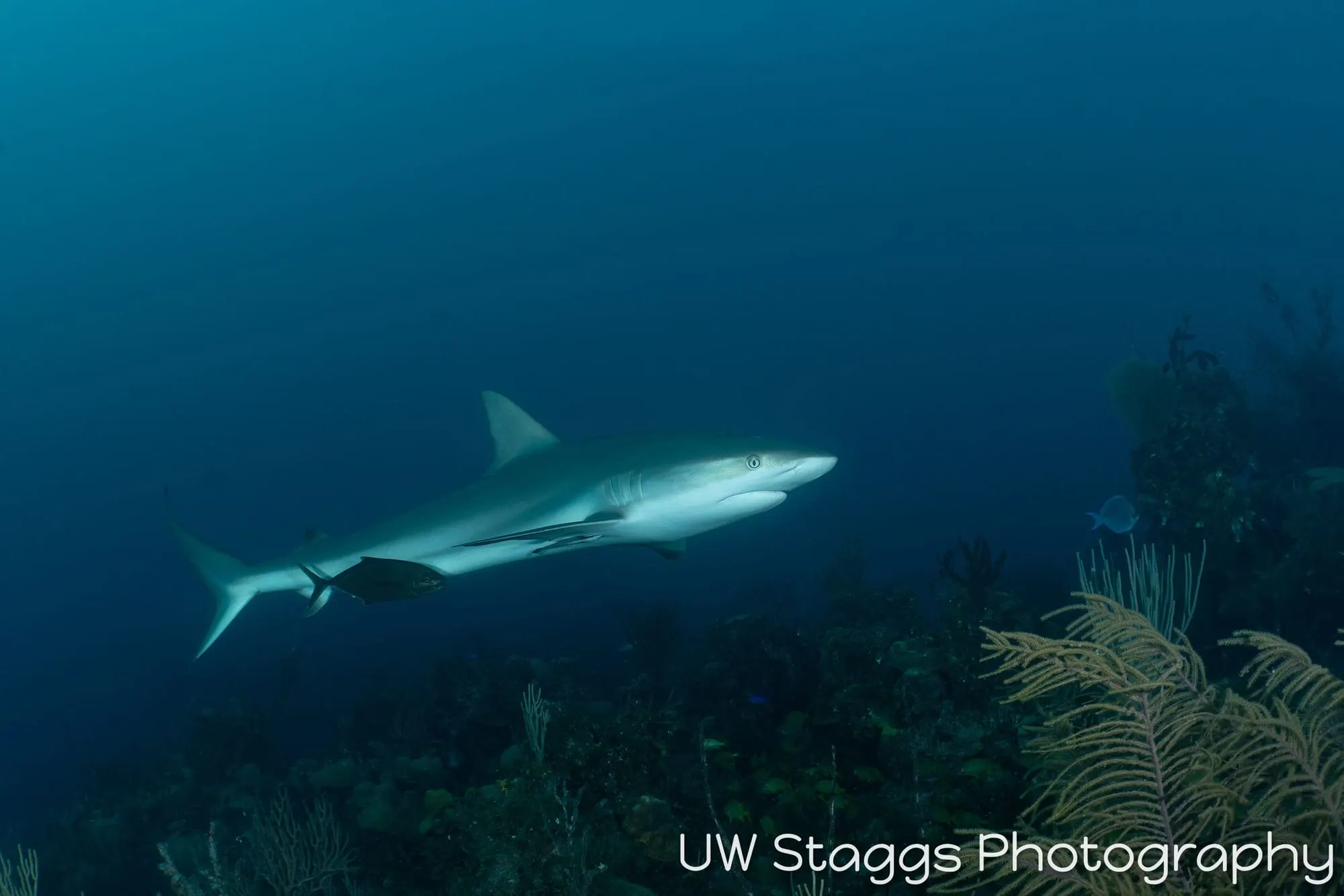 Dogfish Shark — Gardens of the Queen, Cuba