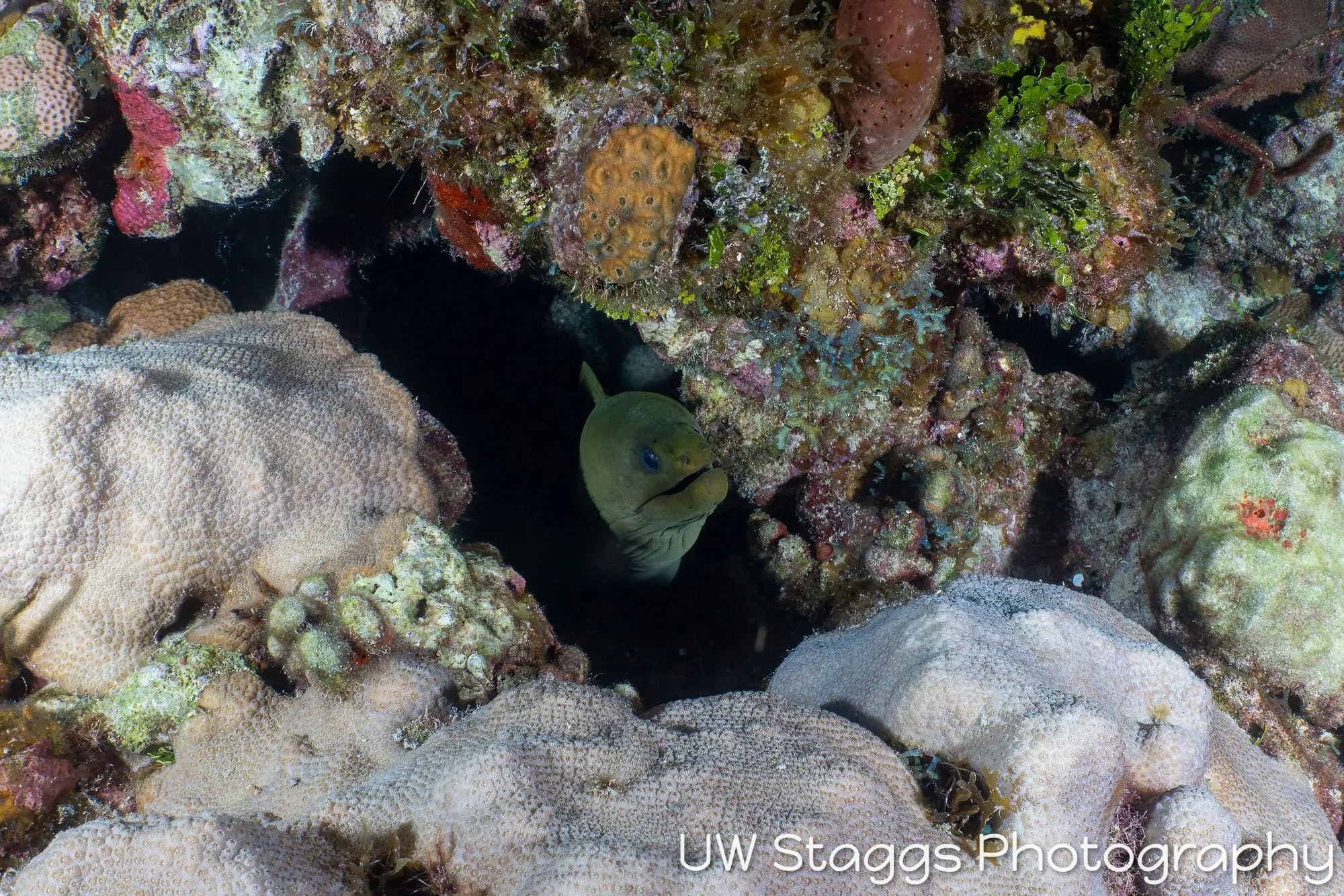 Coral Atoll — Gardens of the Queen, Cuba