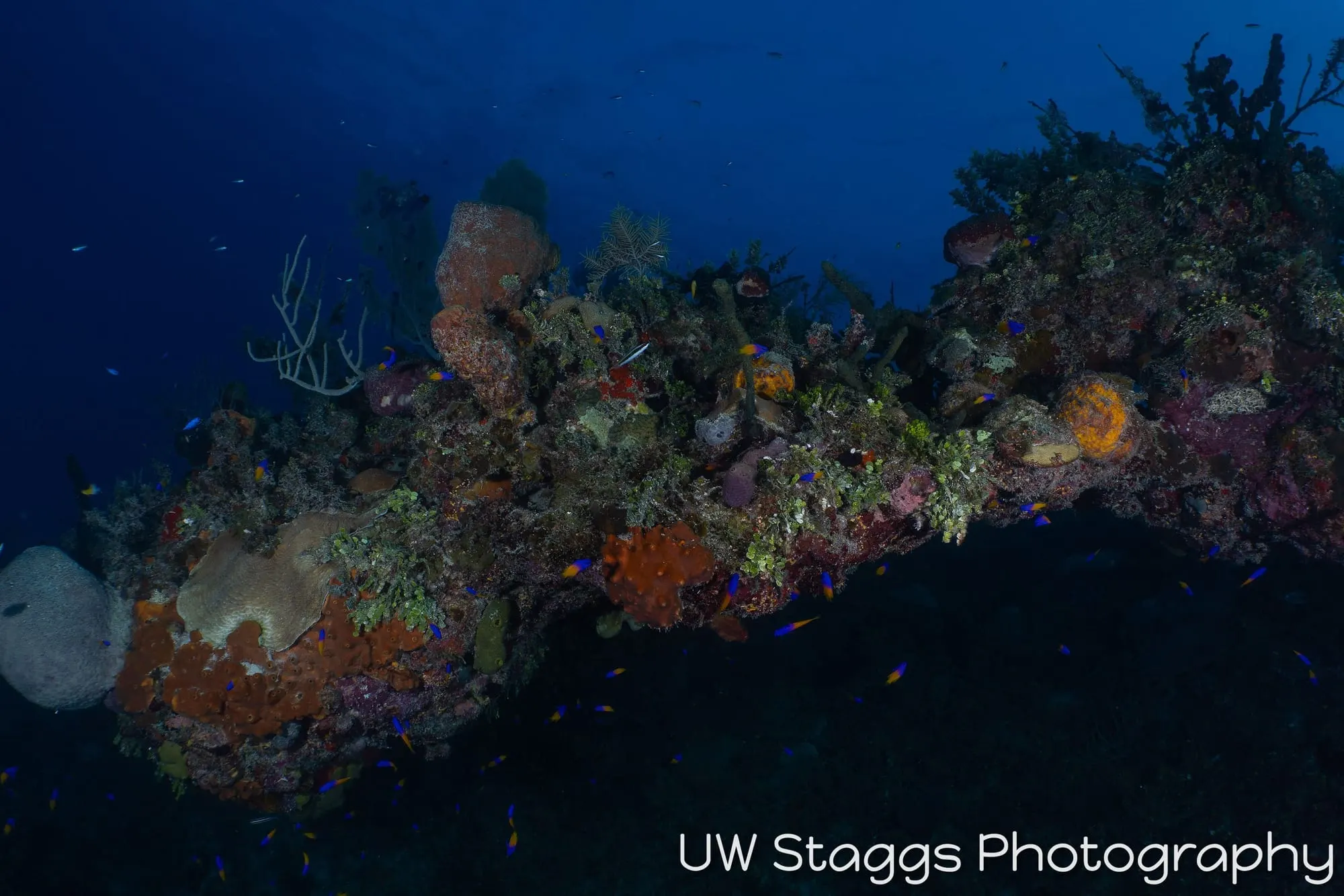 Coral Atoll — Gardens of the Queen, Cuba