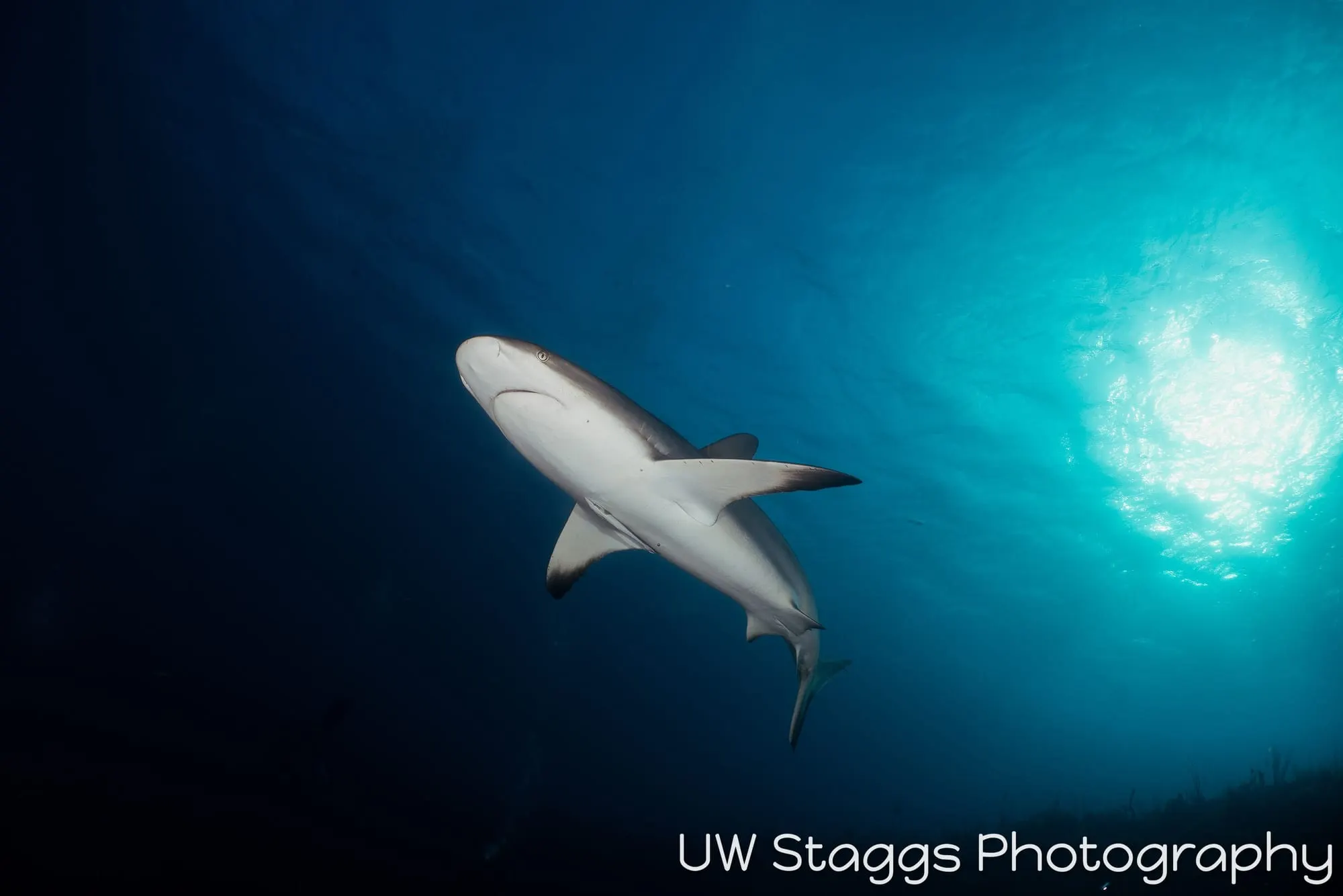 Dogfish Shark — Gardens of the Queen, Cuba
