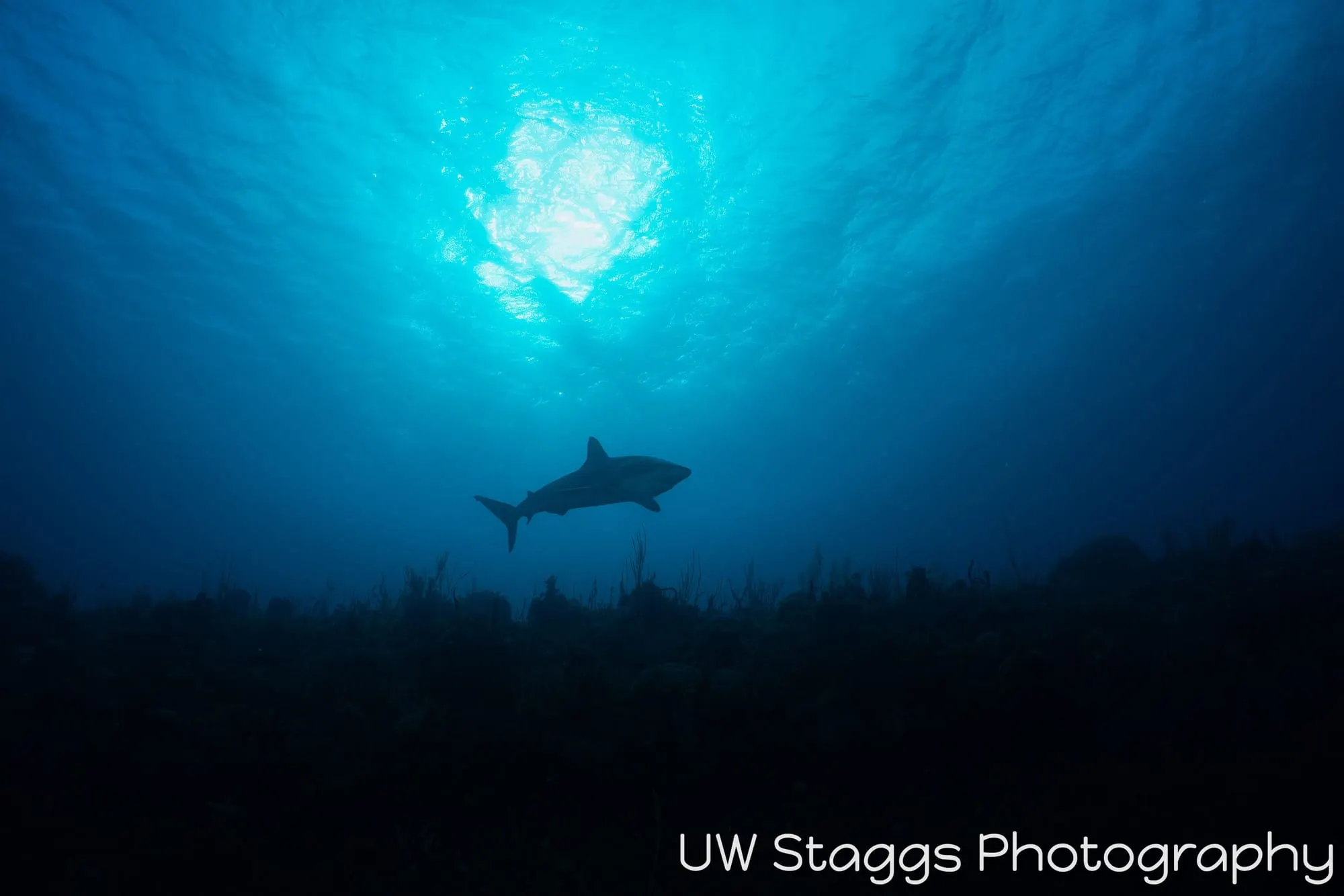 Dogfish Shark — Gardens of the Queen, Cuba