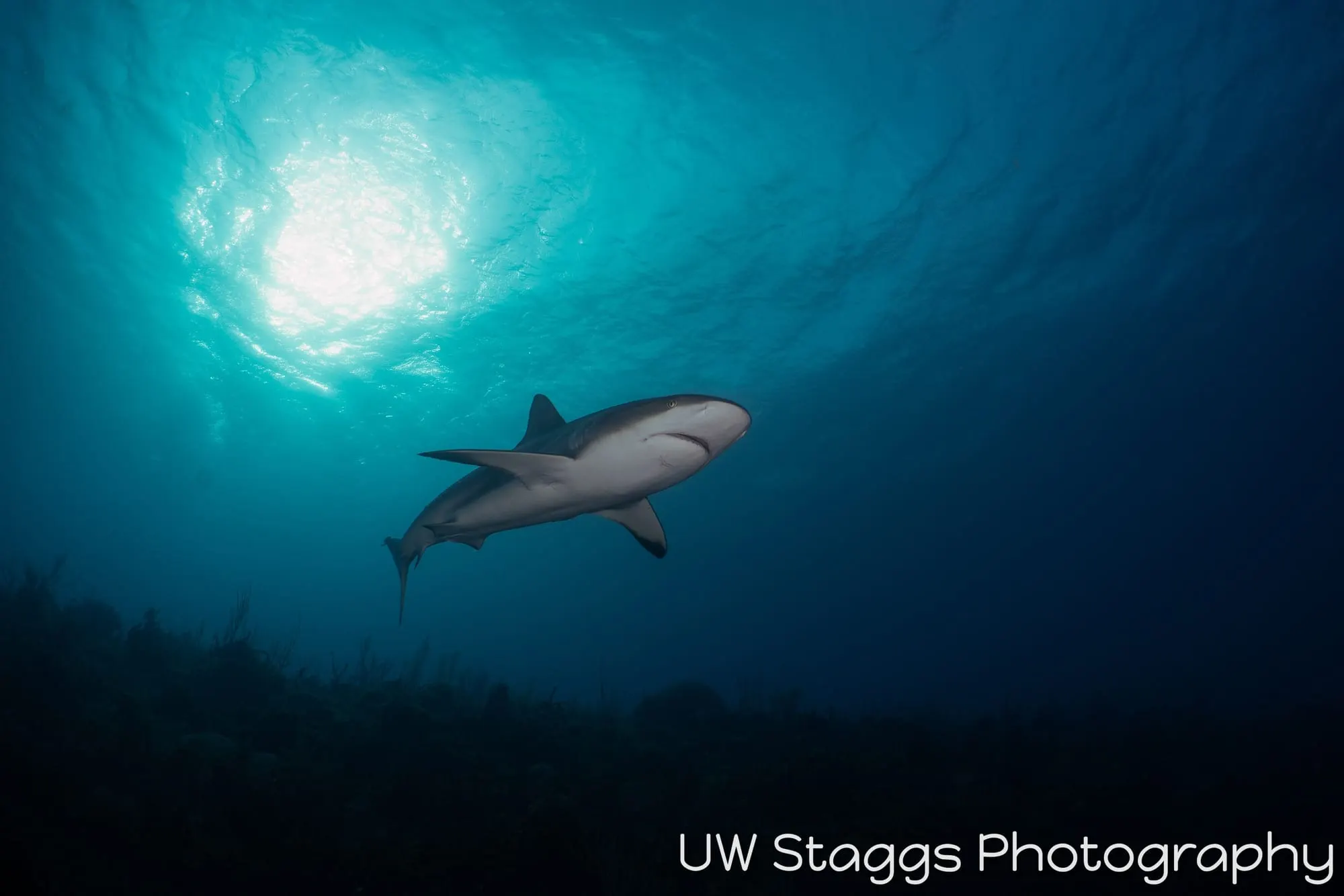 Dogfish Shark — Gardens of the Queen, Cuba
