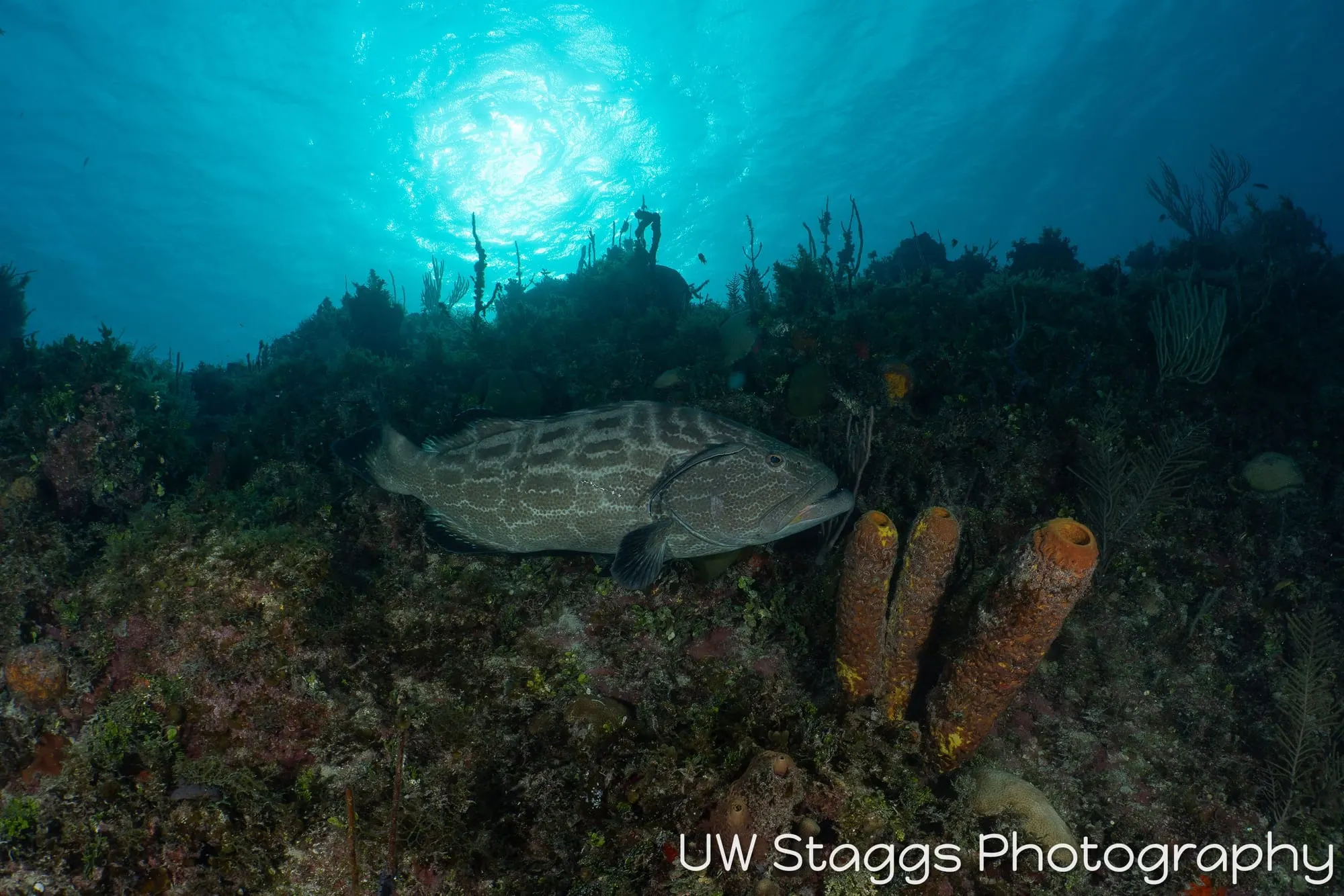 Reef Scene — Gardens of the Queen, Cuba