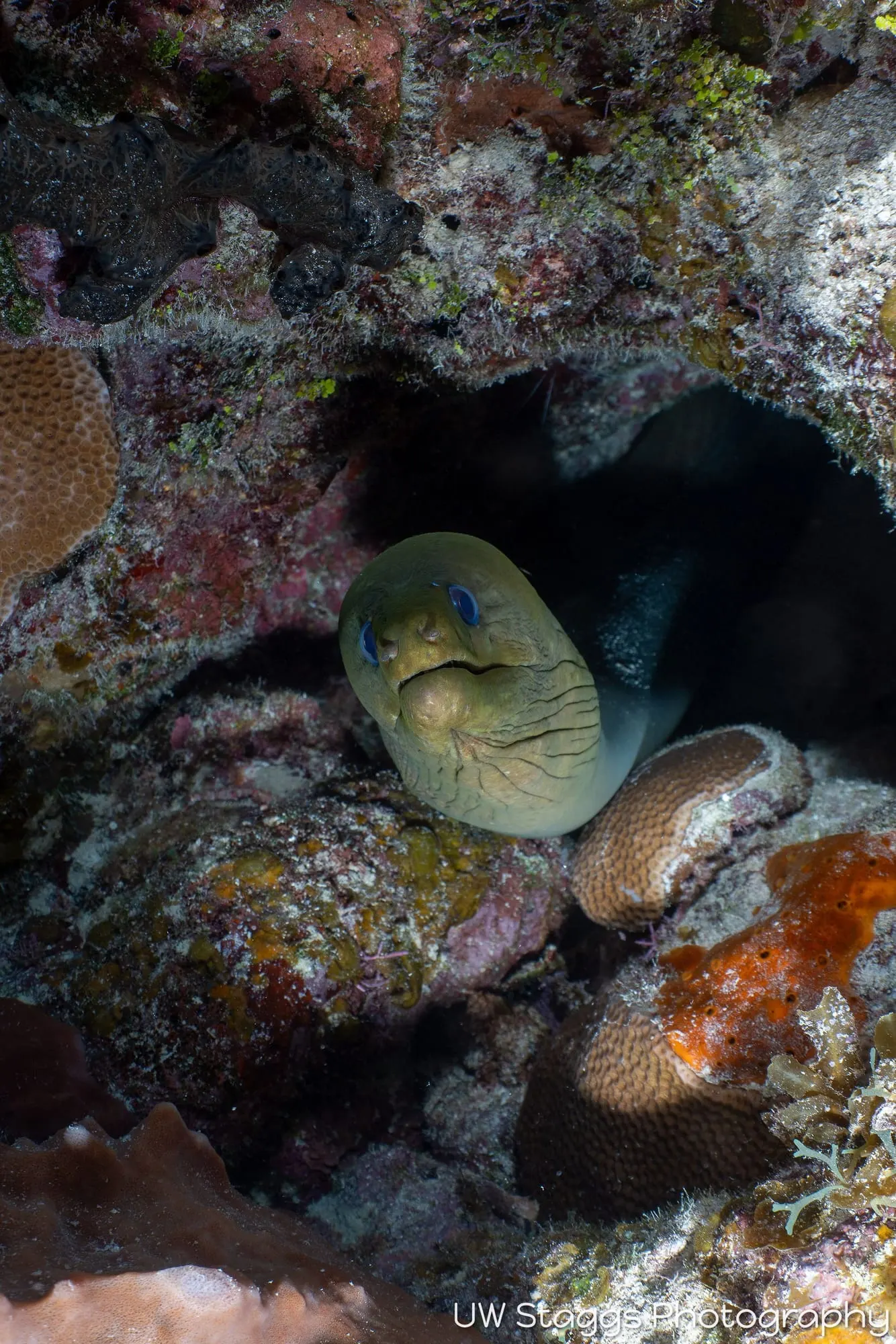 Reef Scene — Gardens of the Queen, Cuba