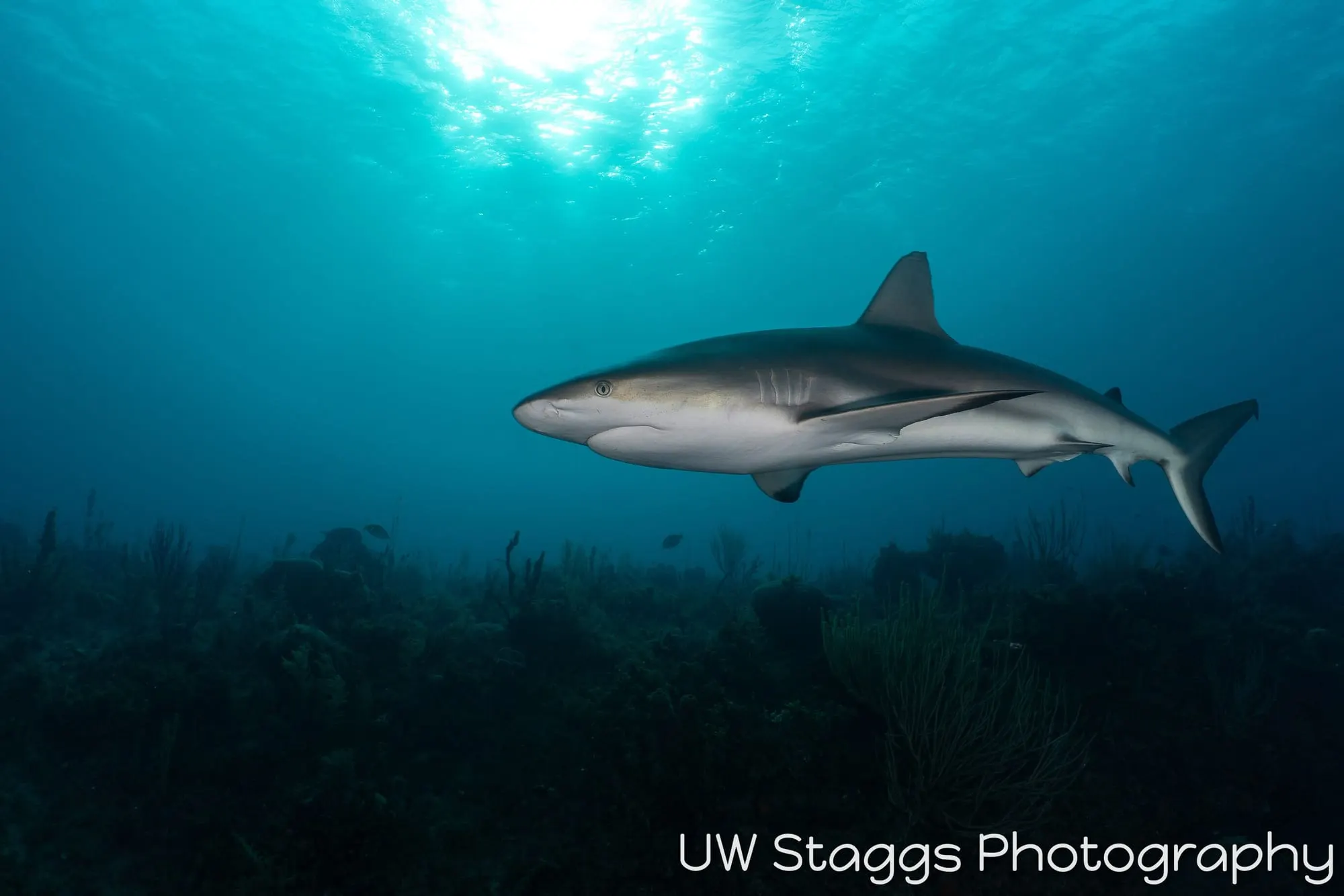 Dogfish Shark — Gardens of the Queen, Cuba