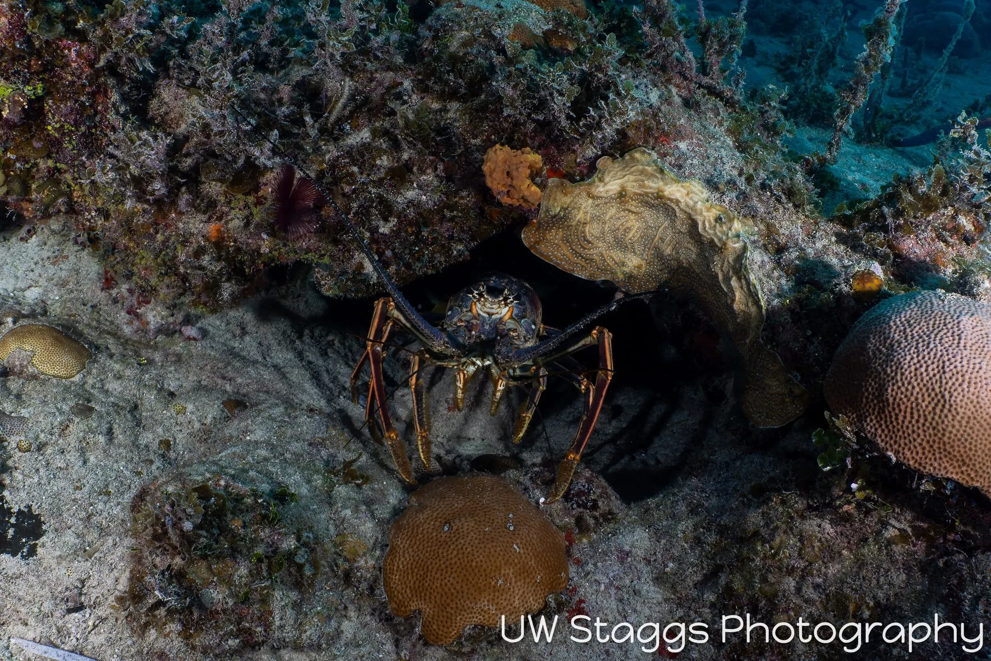 Lobster — Gardens of the Queen, Cuba