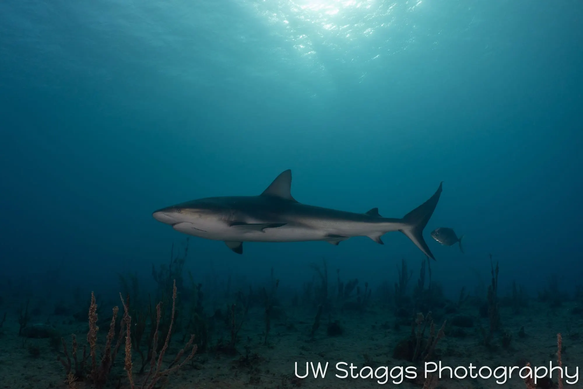 Dogfish Shark — Gardens of the Queen, Cuba