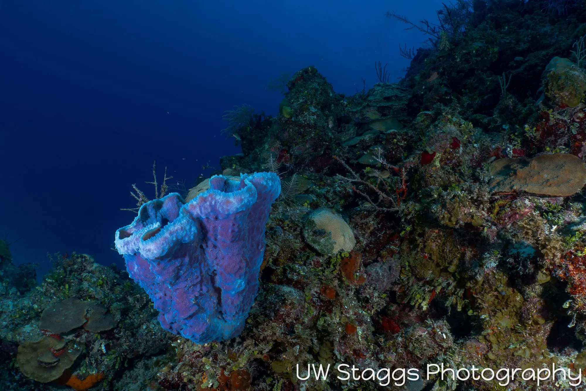 Coral Atoll — Gardens of the Queen, Cuba