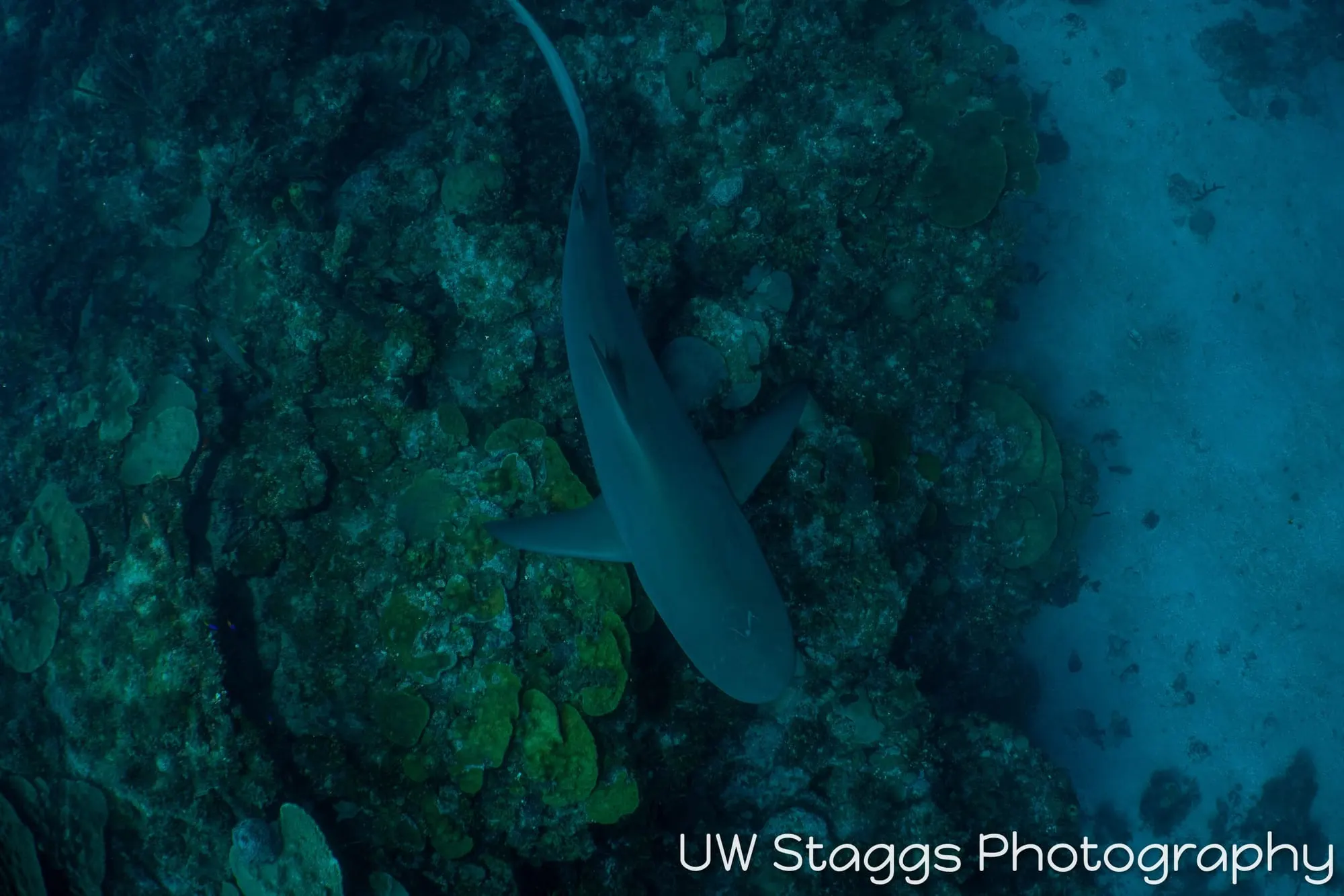 Dogfish Shark — Gardens of the Queen, Cuba