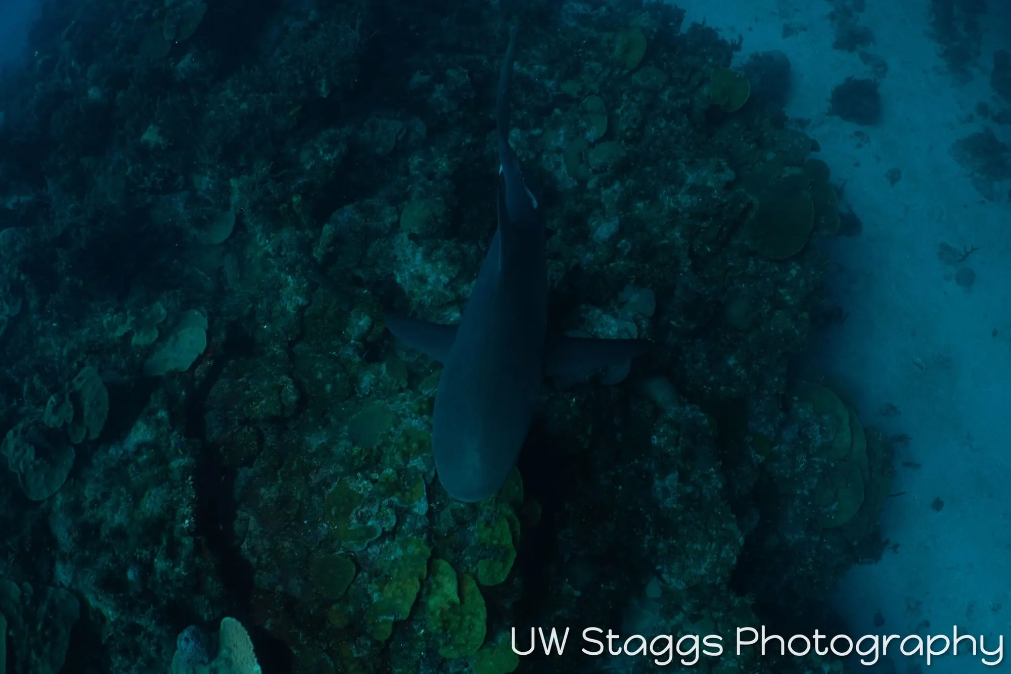Dogfish Shark — Gardens of the Queen, Cuba