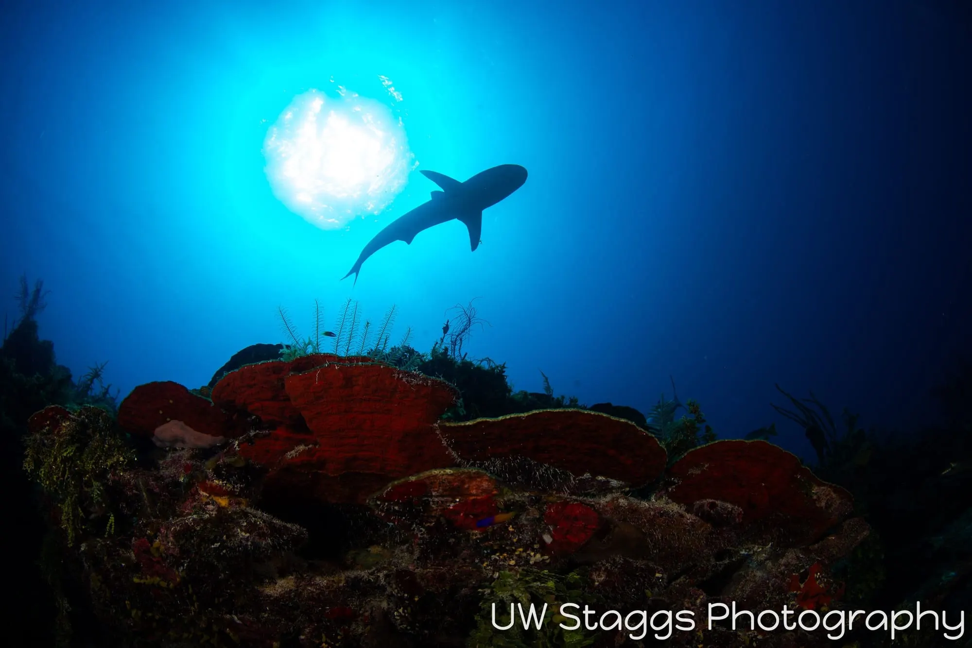 Reef Scene — Gardens of the Queen, Cuba
