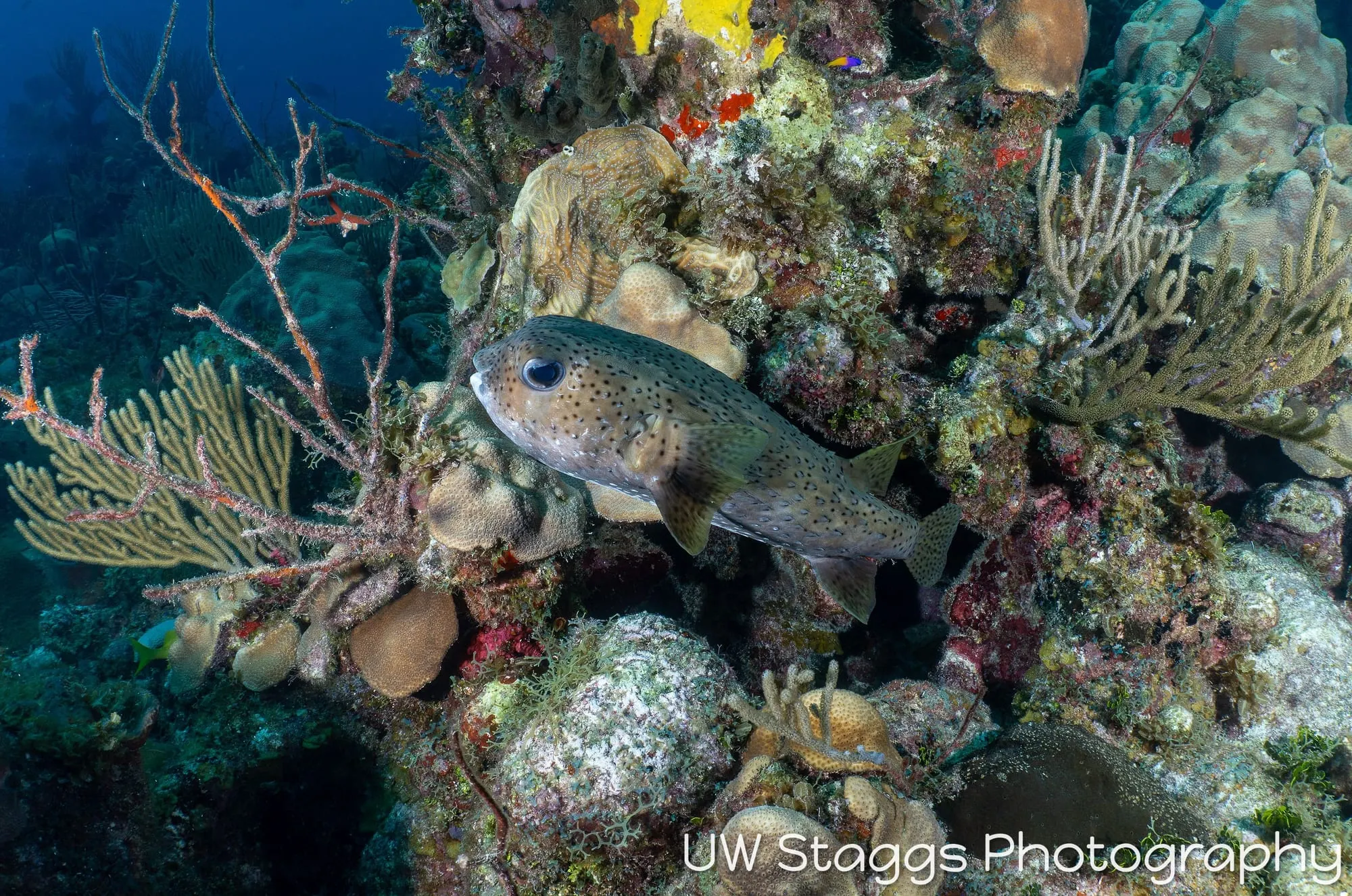 Reef Scene — Gardens of the Queen, Cuba