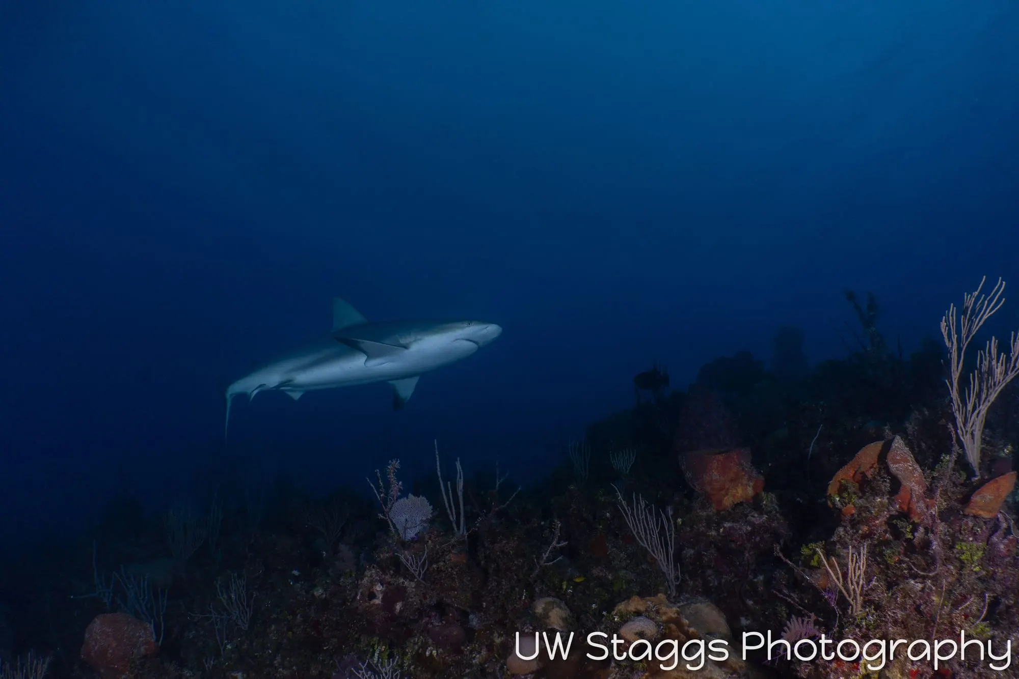 Dogfish Shark — Gardens of the Queen, Cuba