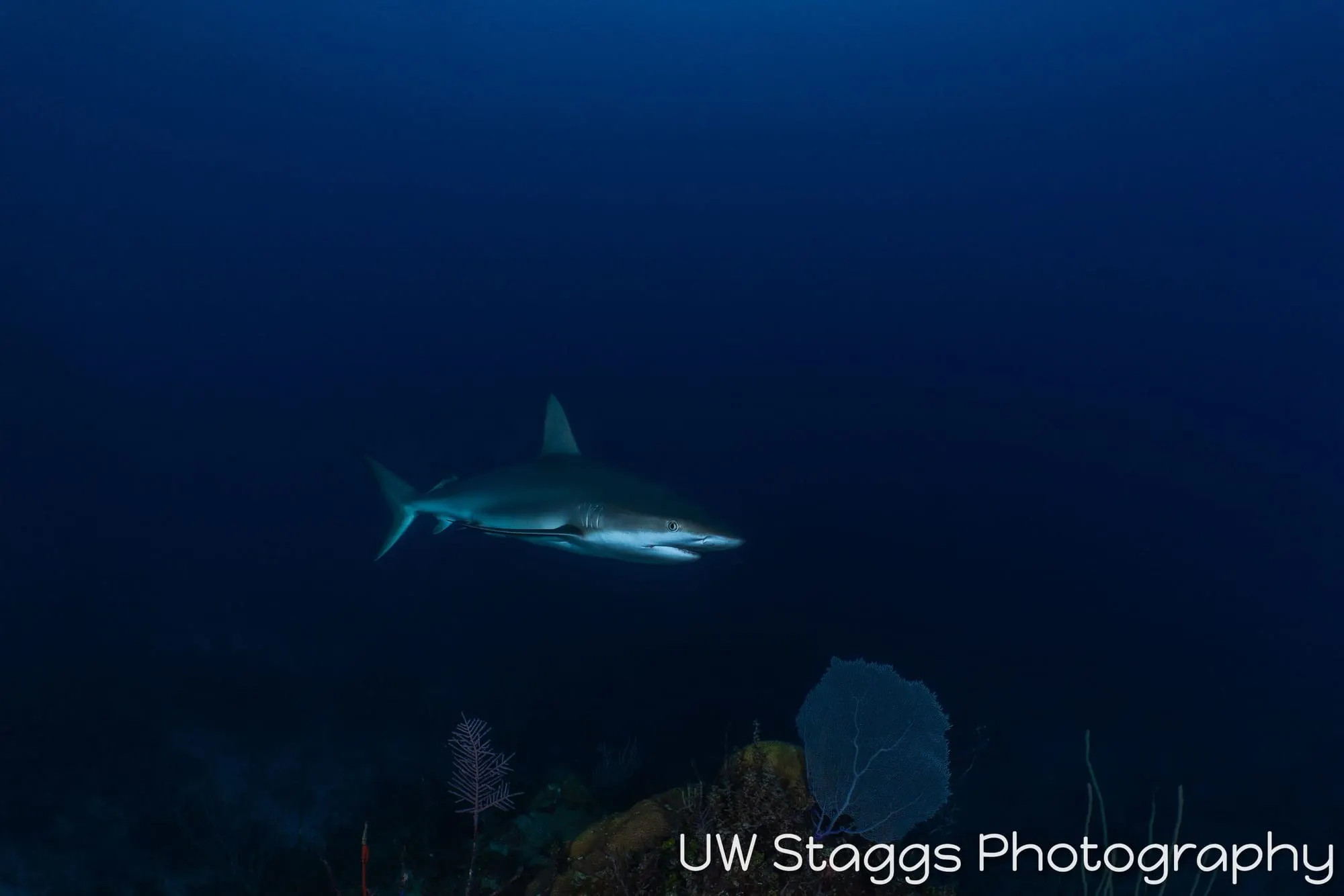 Dogfish Shark — Gardens of the Queen, Cuba