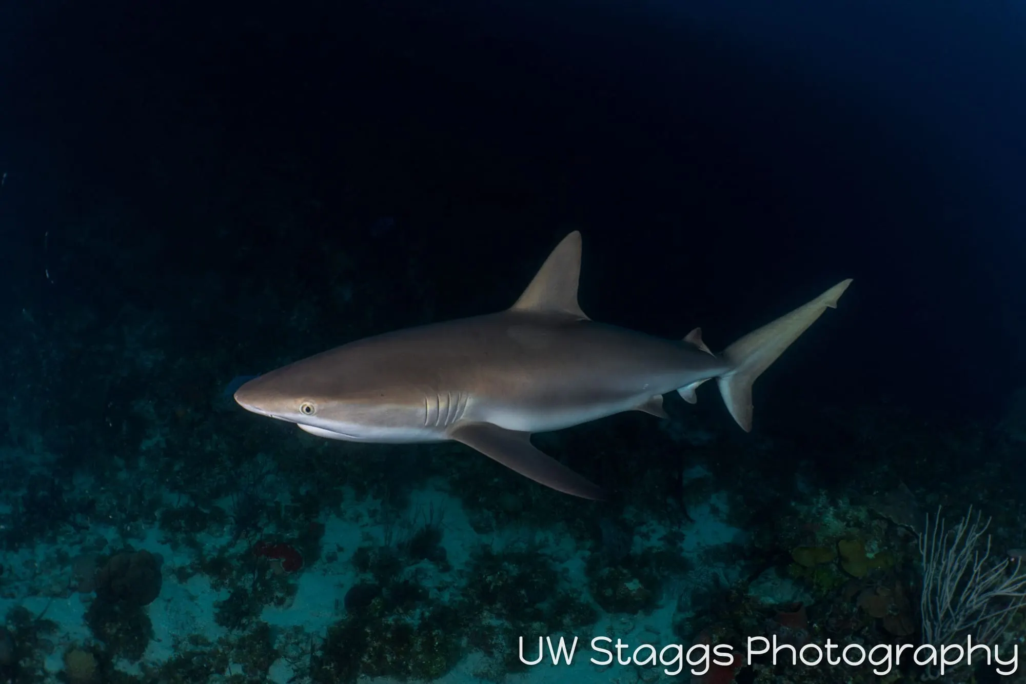 Dogfish Shark — Gardens of the Queen, Cuba