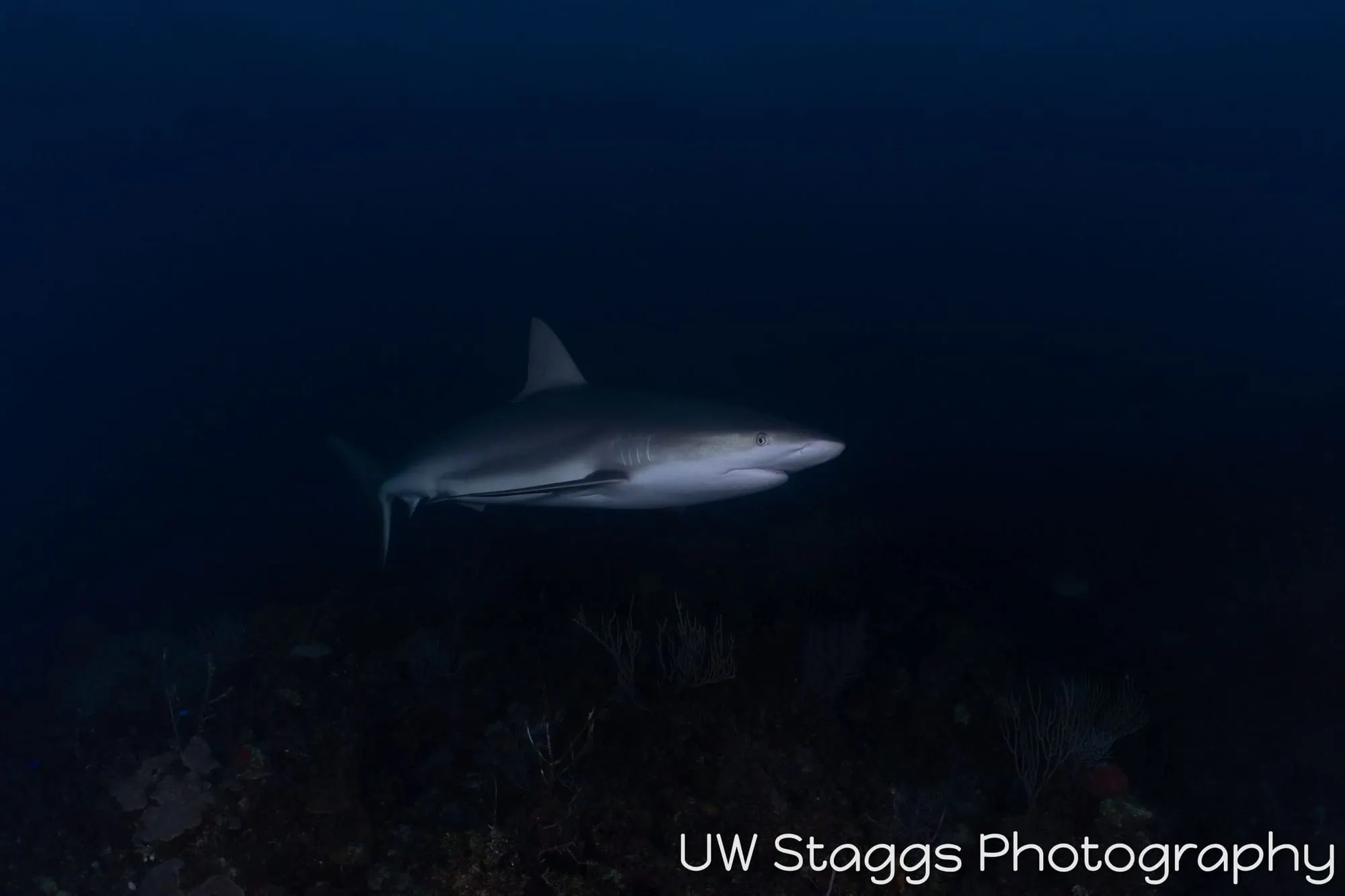 Dogfish Shark — Gardens of the Queen, Cuba