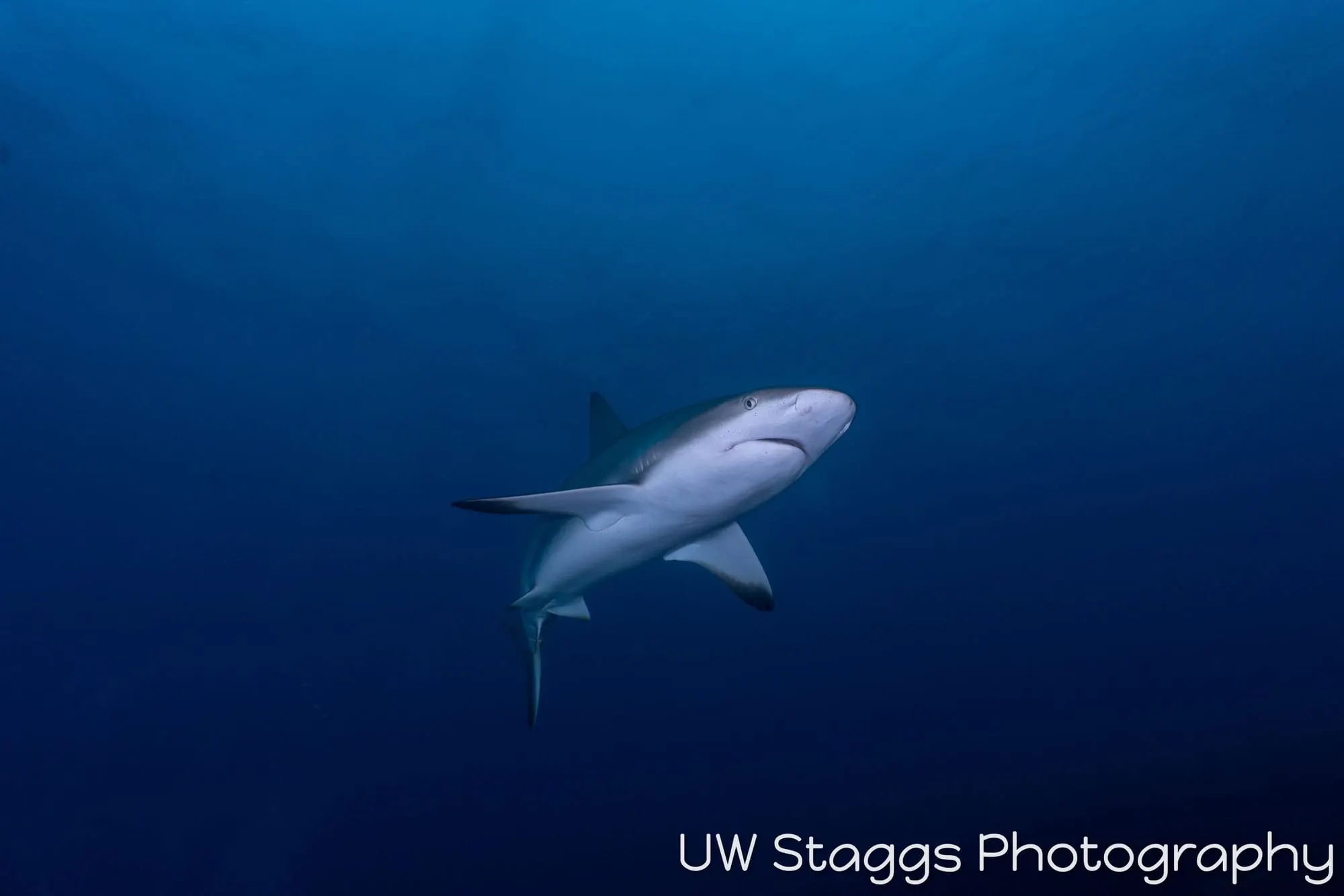 Dogfish Shark — Gardens of the Queen, Cuba