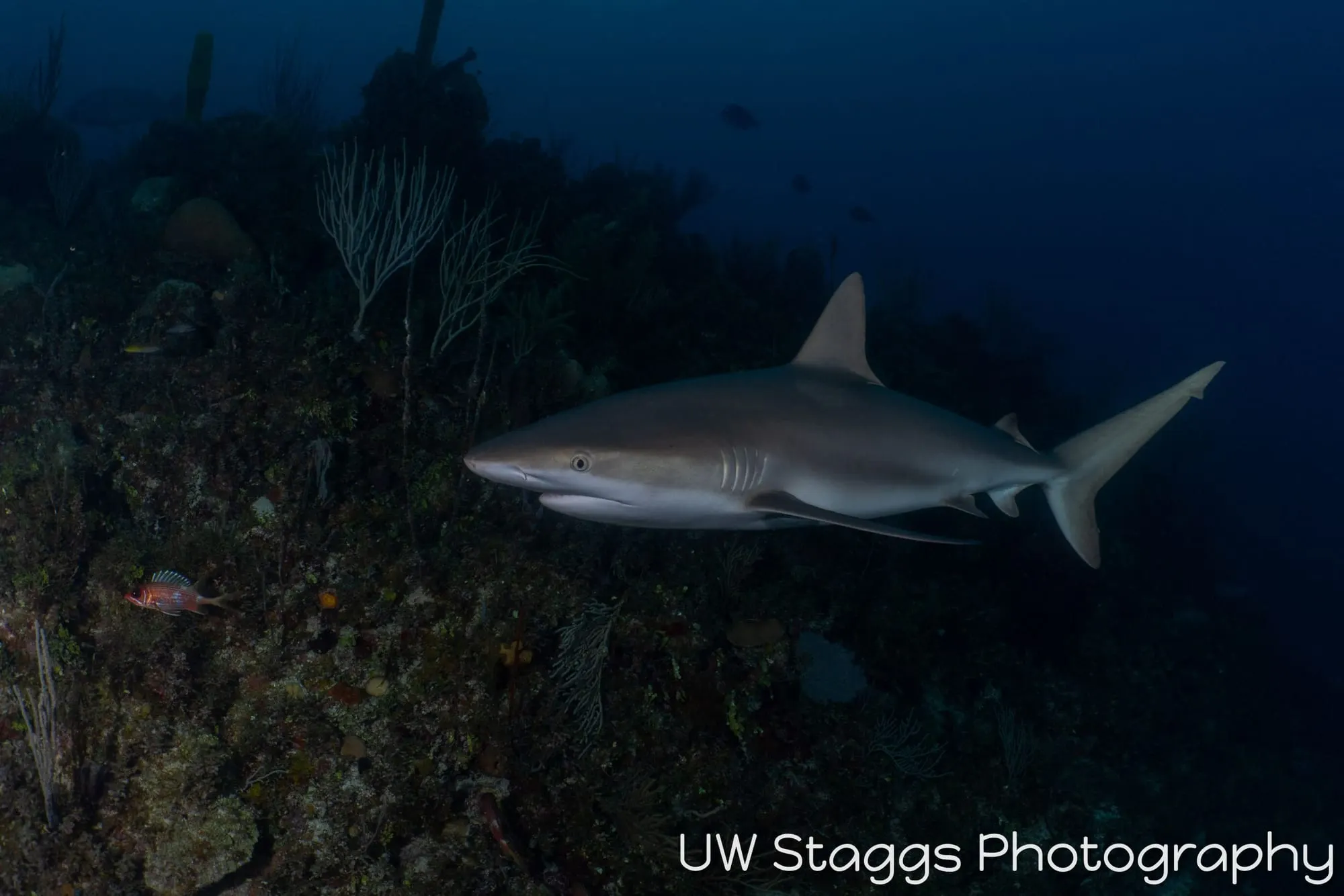 Dogfish Shark — Gardens of the Queen, Cuba