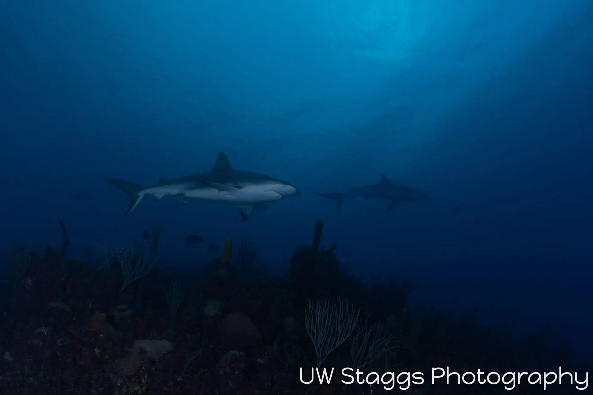 Dogfish Shark — Gardens of the Queen, Cuba