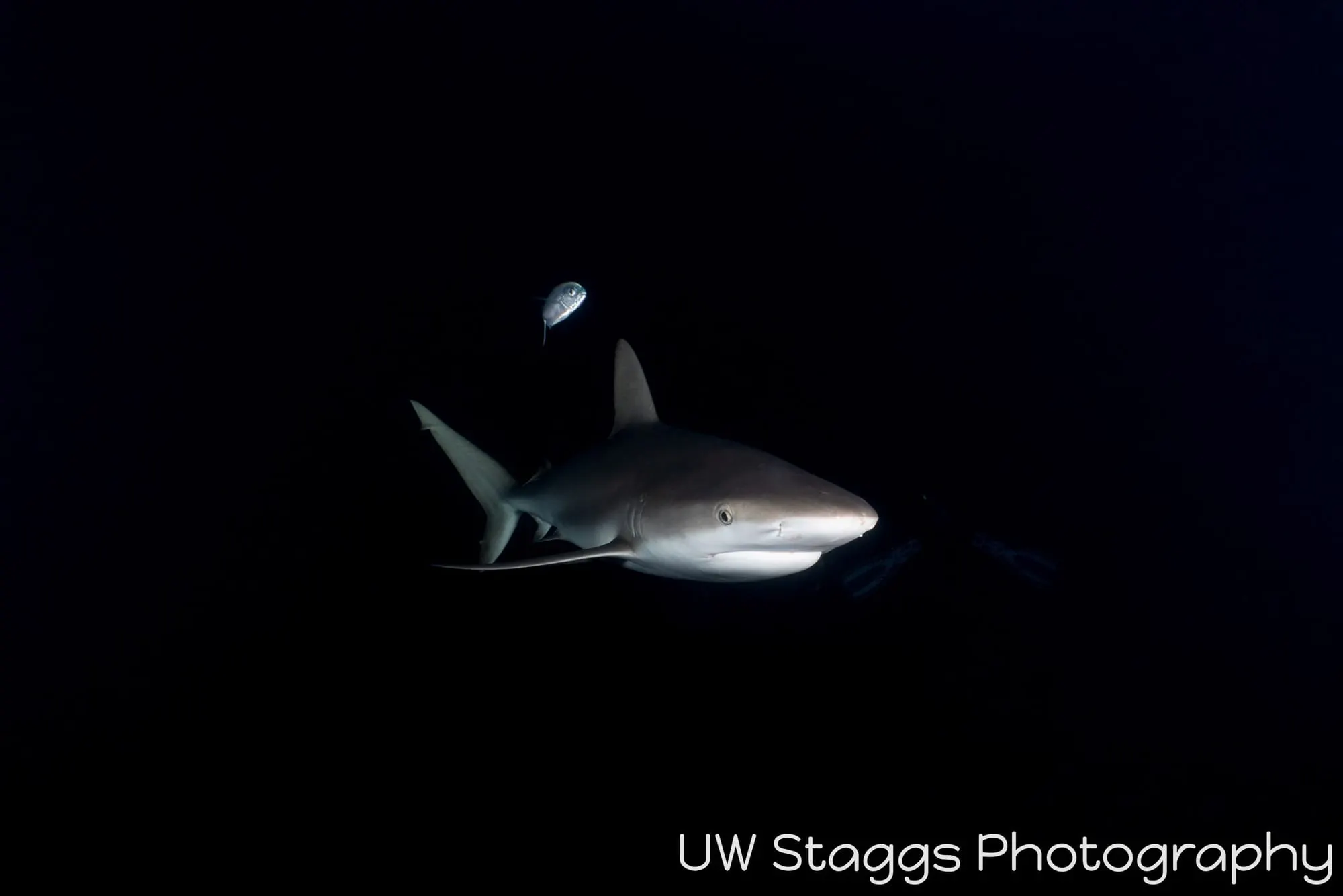 Dogfish Shark — Gardens of the Queen, Cuba