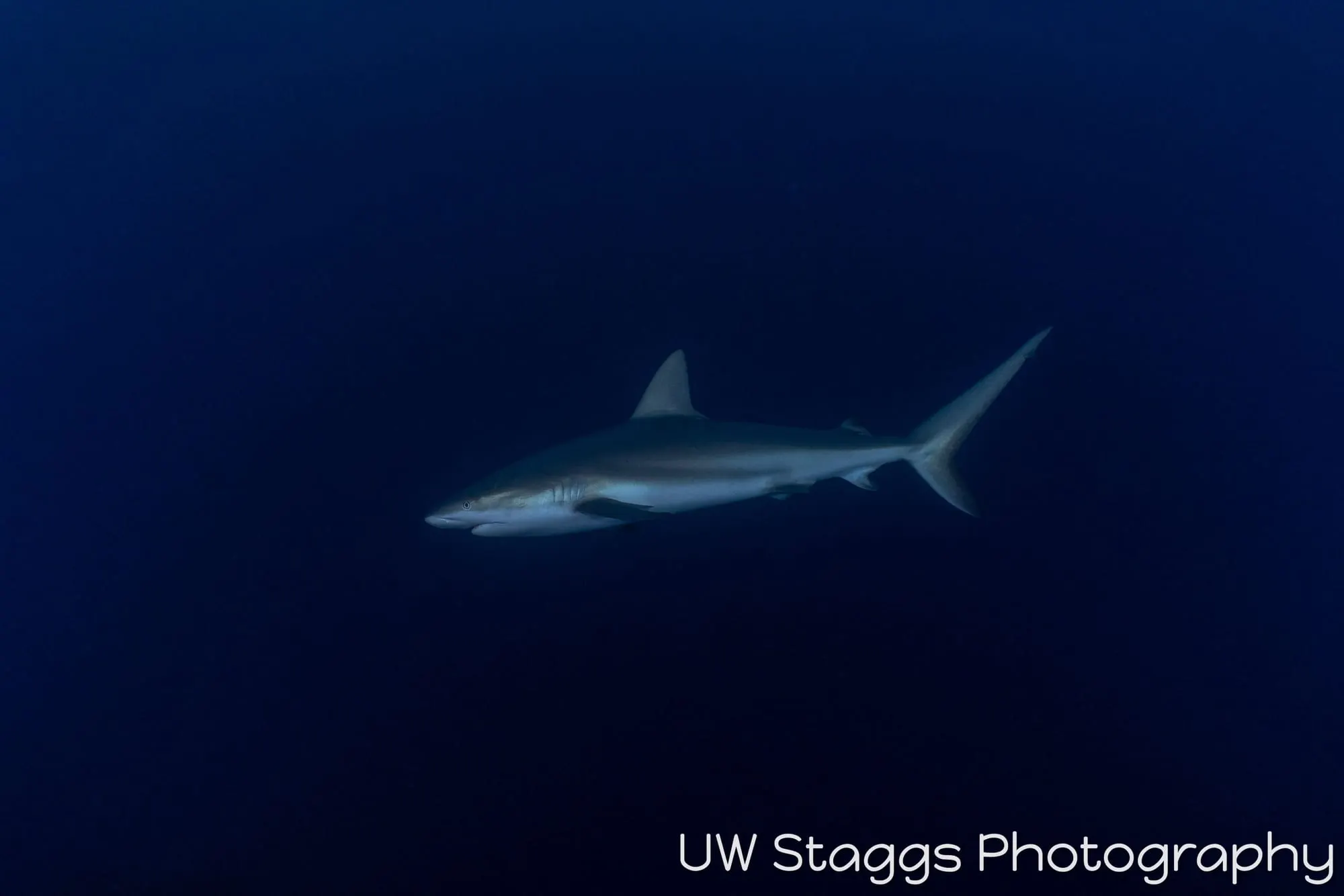 Dogfish Shark — Gardens of the Queen, Cuba