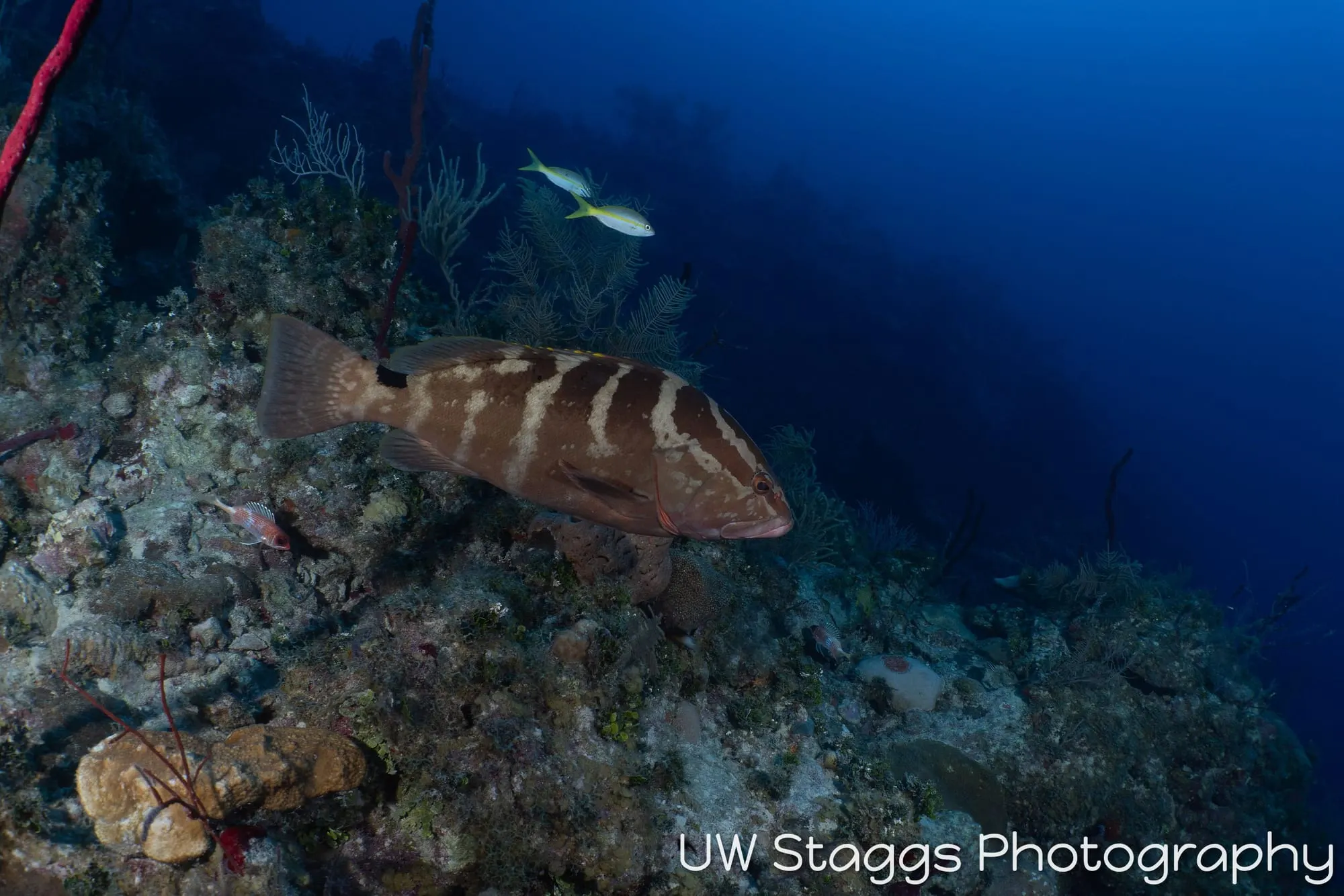 Reef Scene — Gardens of the Queen, Cuba