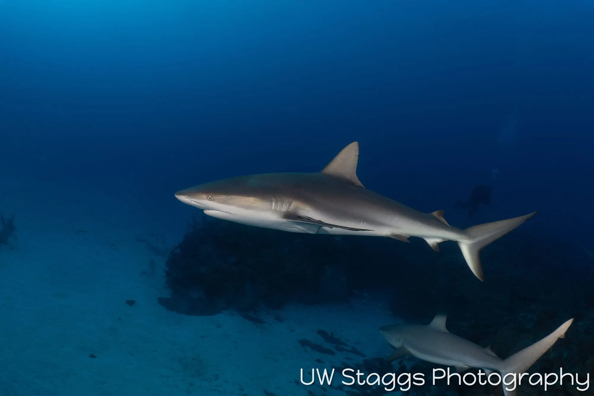 Dogfish Shark — Gardens of the Queen, Cuba