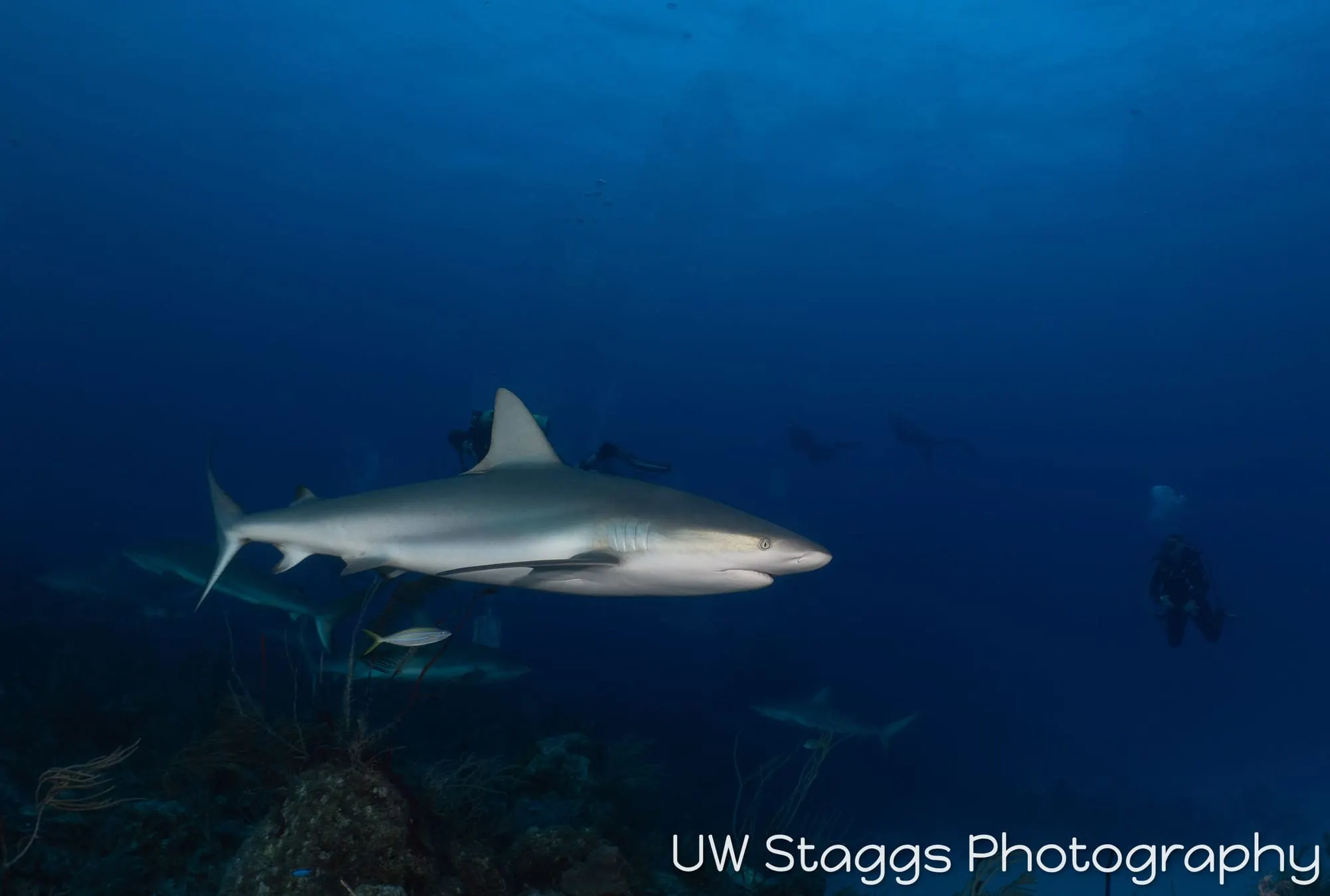 Dogfish Shark — Gardens of the Queen, Cuba