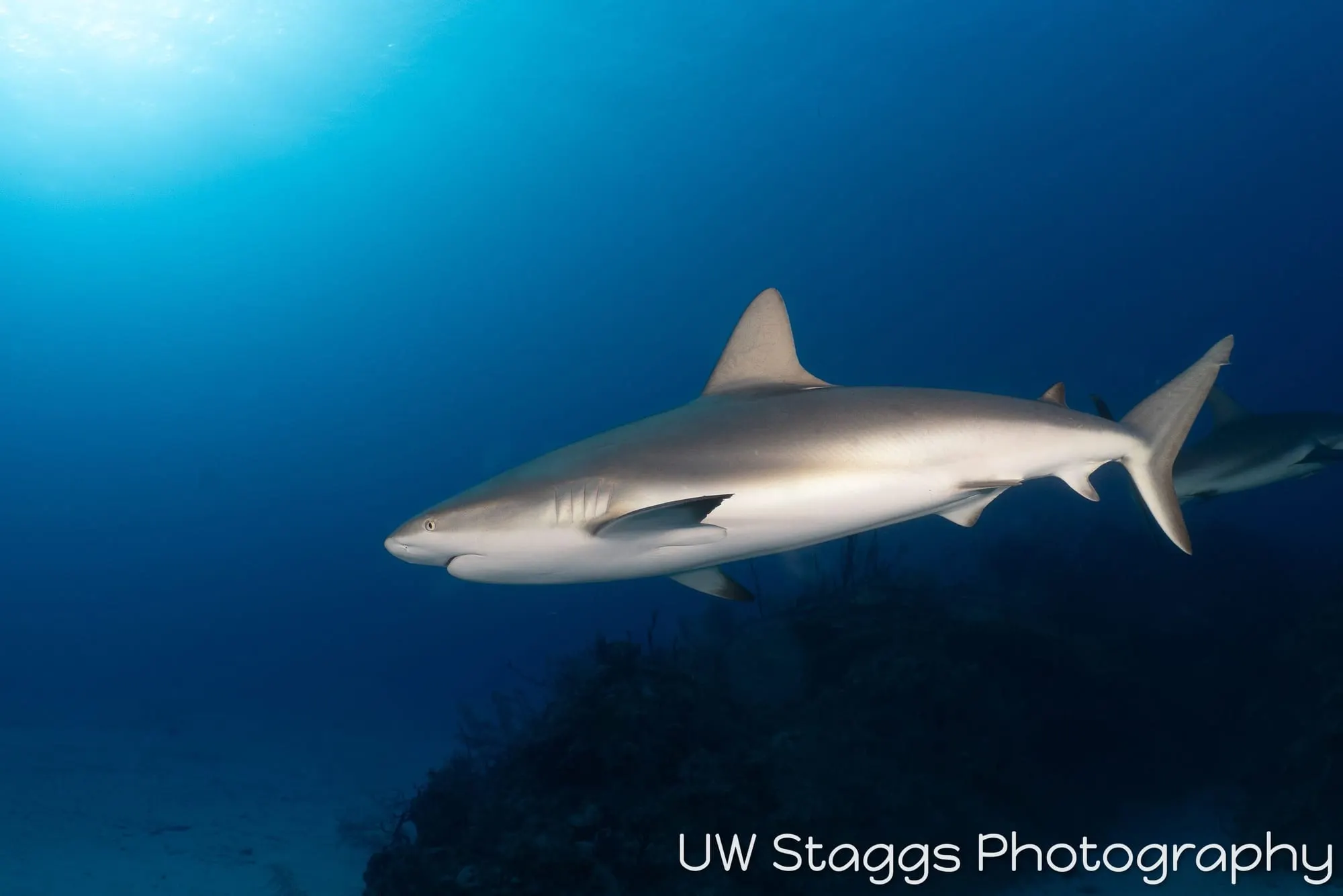 Dogfish Shark — Gardens of the Queen, Cuba
