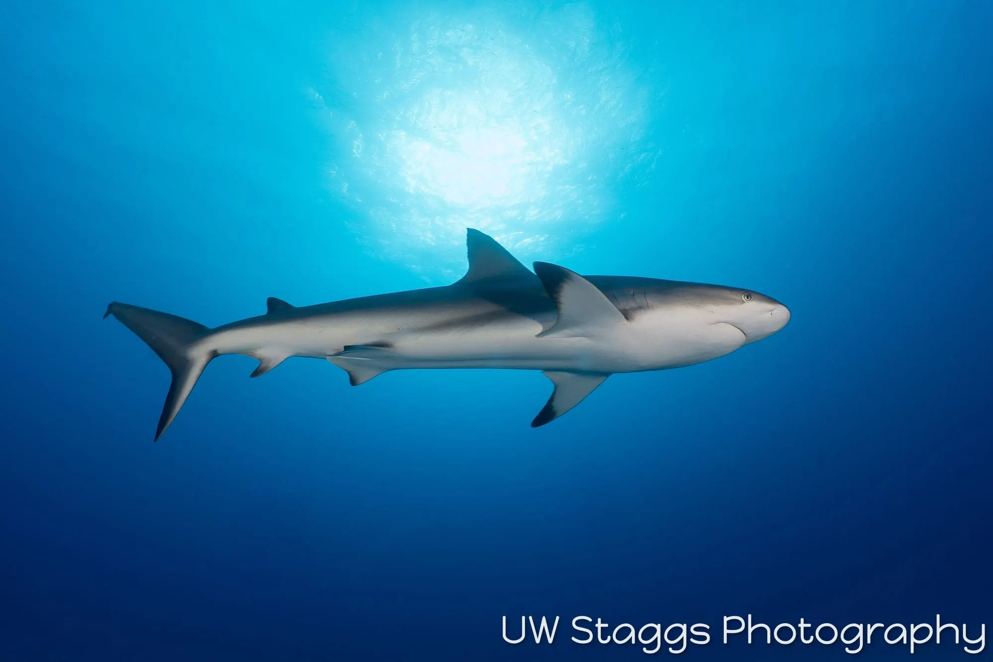 Dogfish Shark — Gardens of the Queen, Cuba