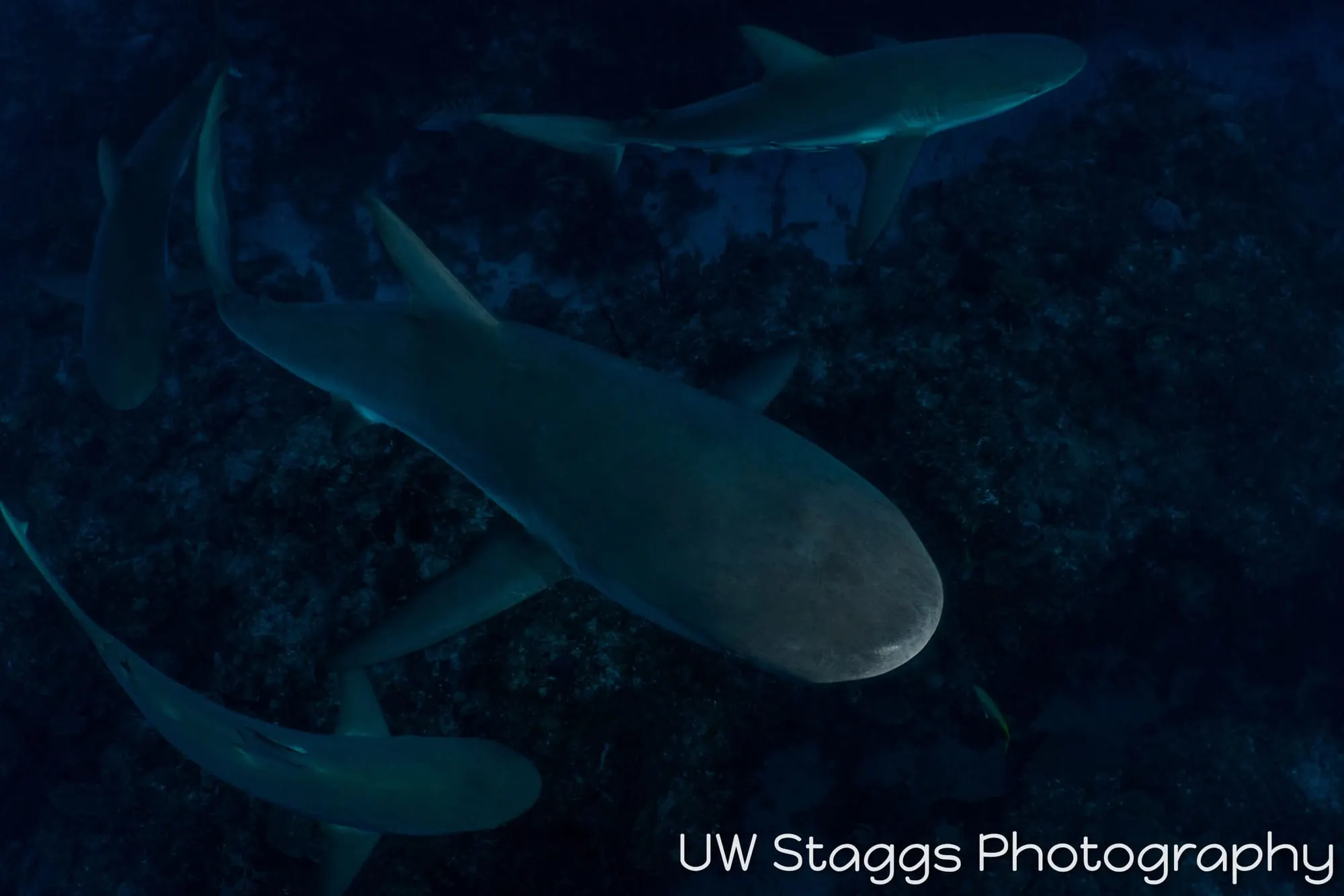 Dogfish Shark — Gardens of the Queen, Cuba