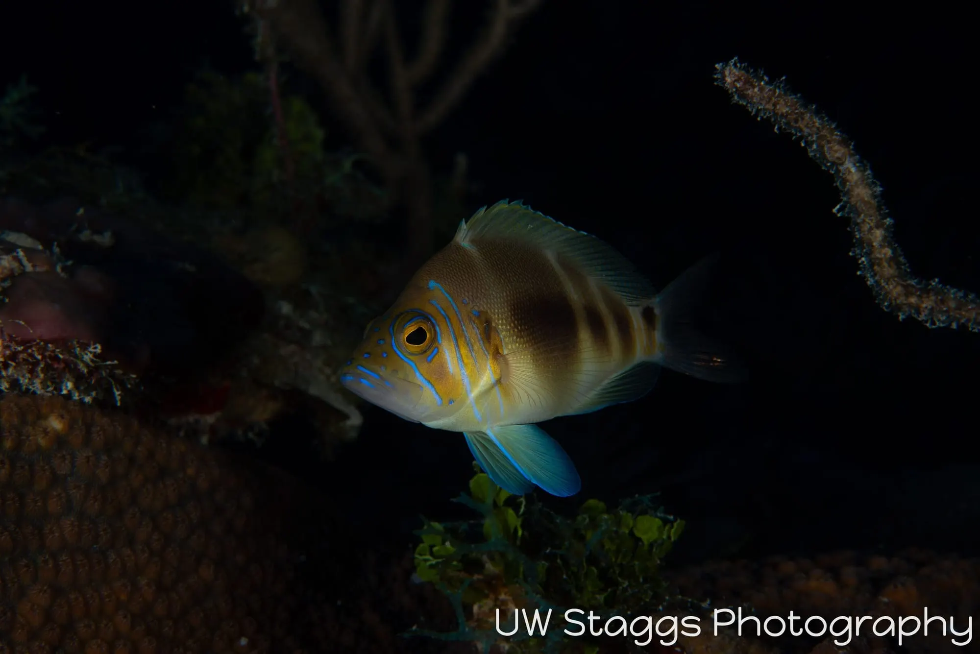Reef Scene — Gardens of the Queen, Cuba
