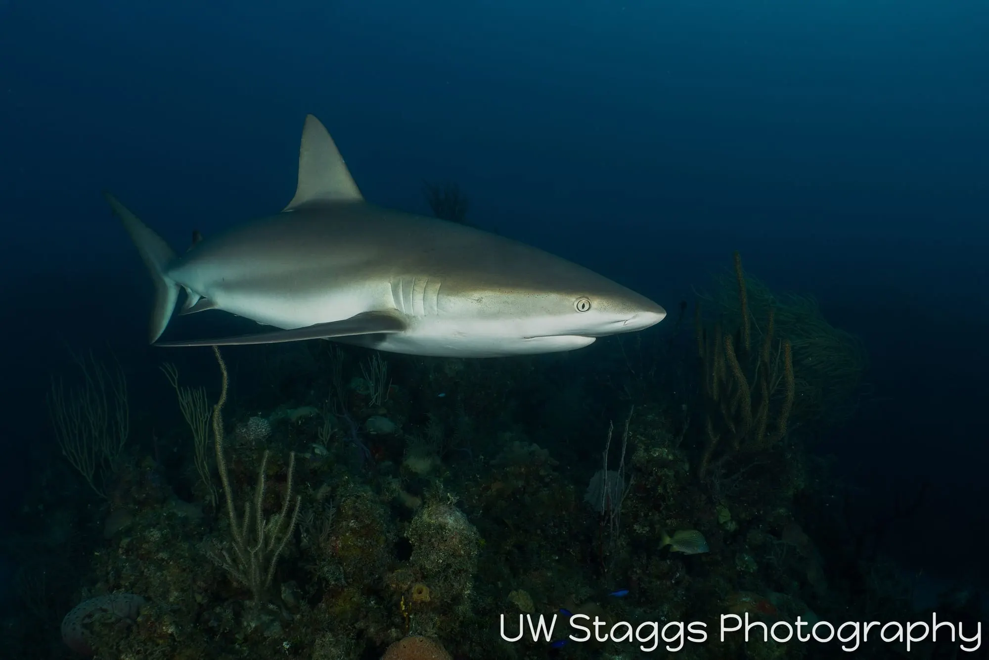 Dogfish Shark — Gardens of the Queen, Cuba