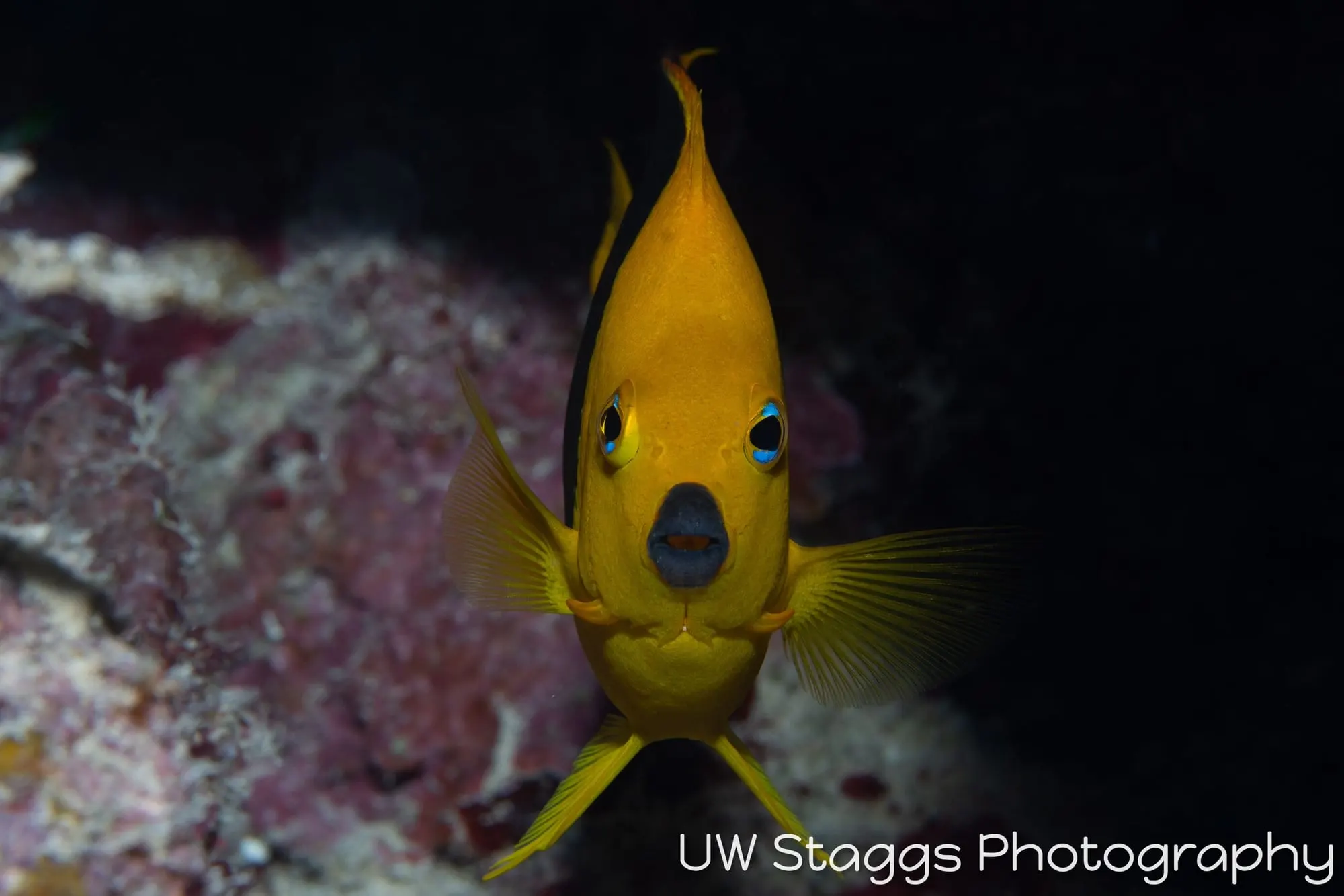 Reef Scene — Gardens of the Queen, Cuba