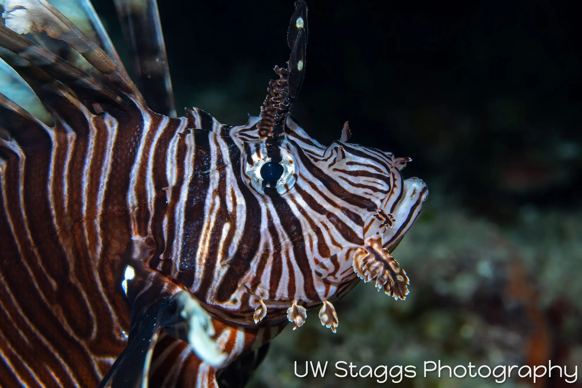 Lionfish — Gardens of the Queen, Cuba