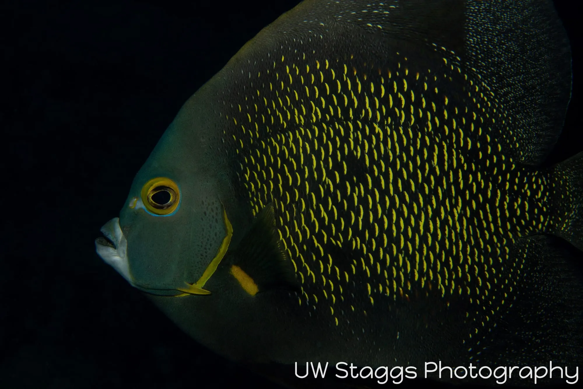 Reef Scene — Gardens of the Queen, Cuba