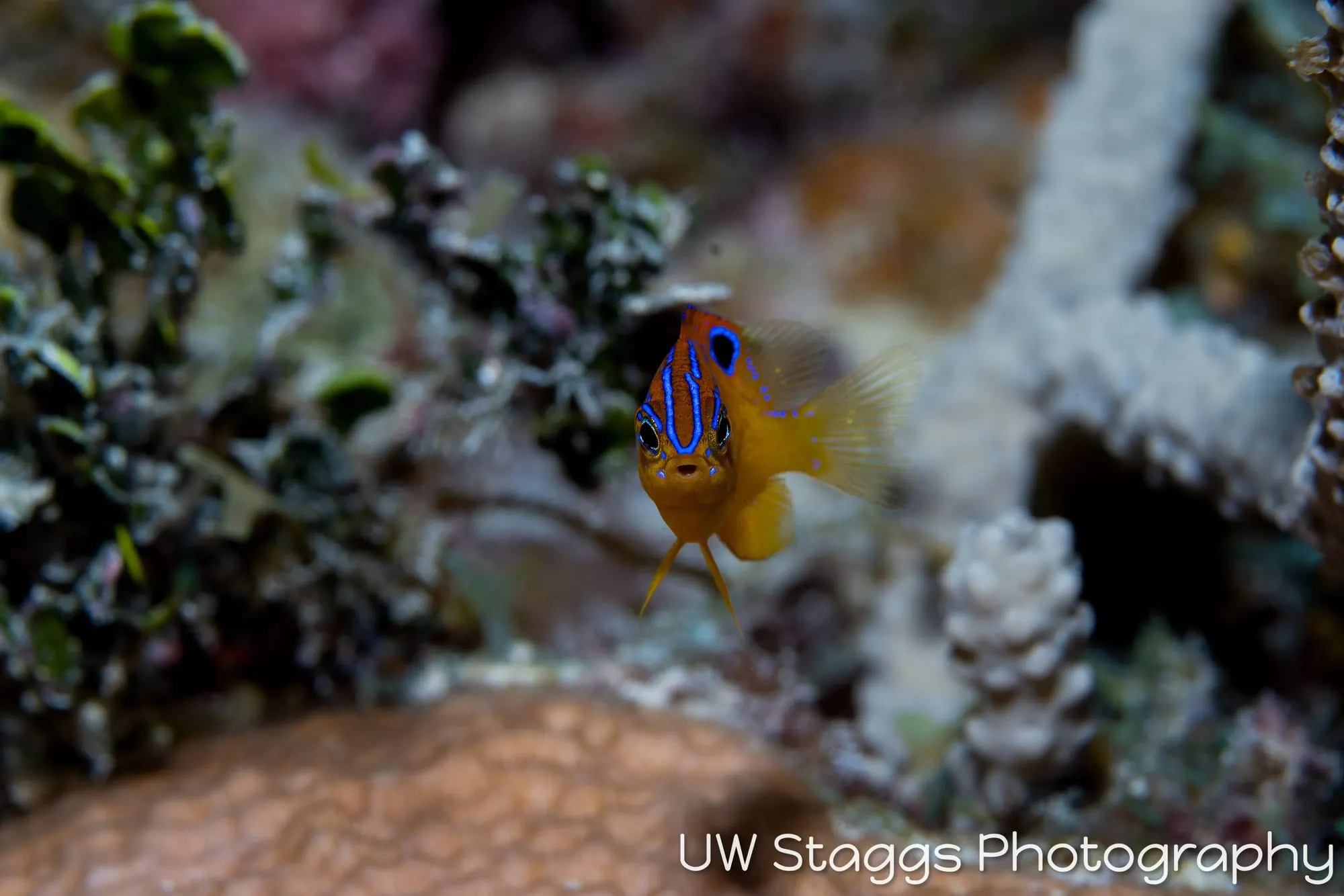 Reef Scene — Gardens of the Queen, Cuba